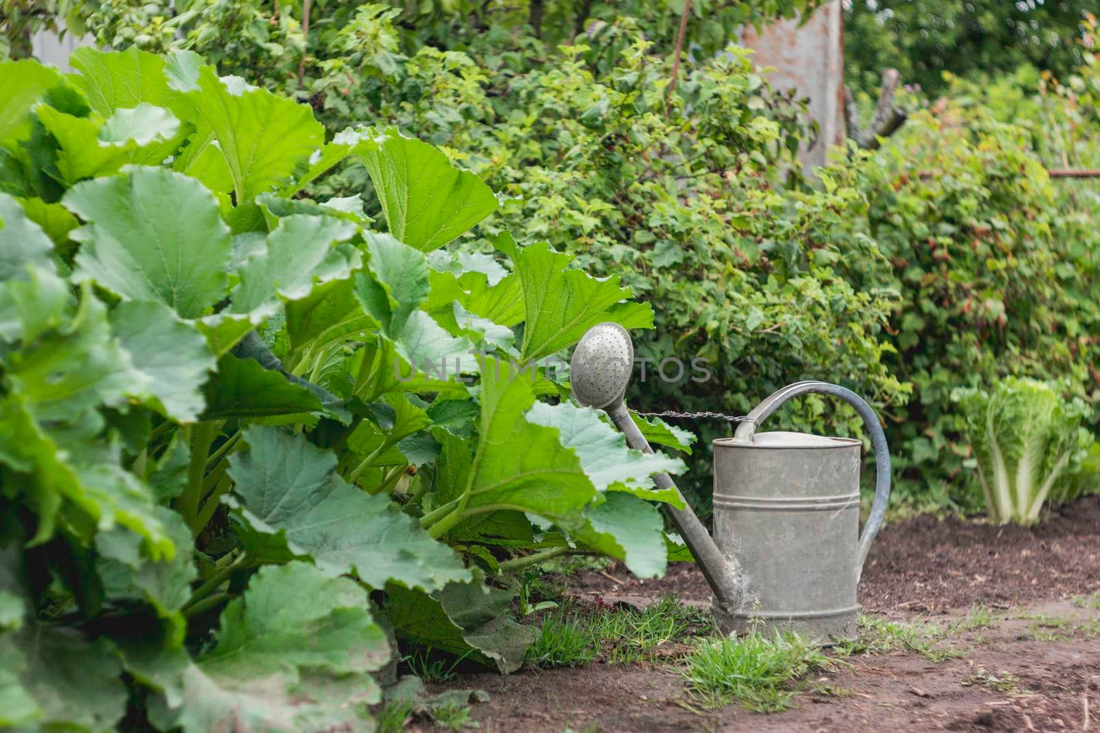 Old metal watering can in garden. Green fresh leaves of edible plants. Gardening at spring and summer. Growing organic food in open ground.