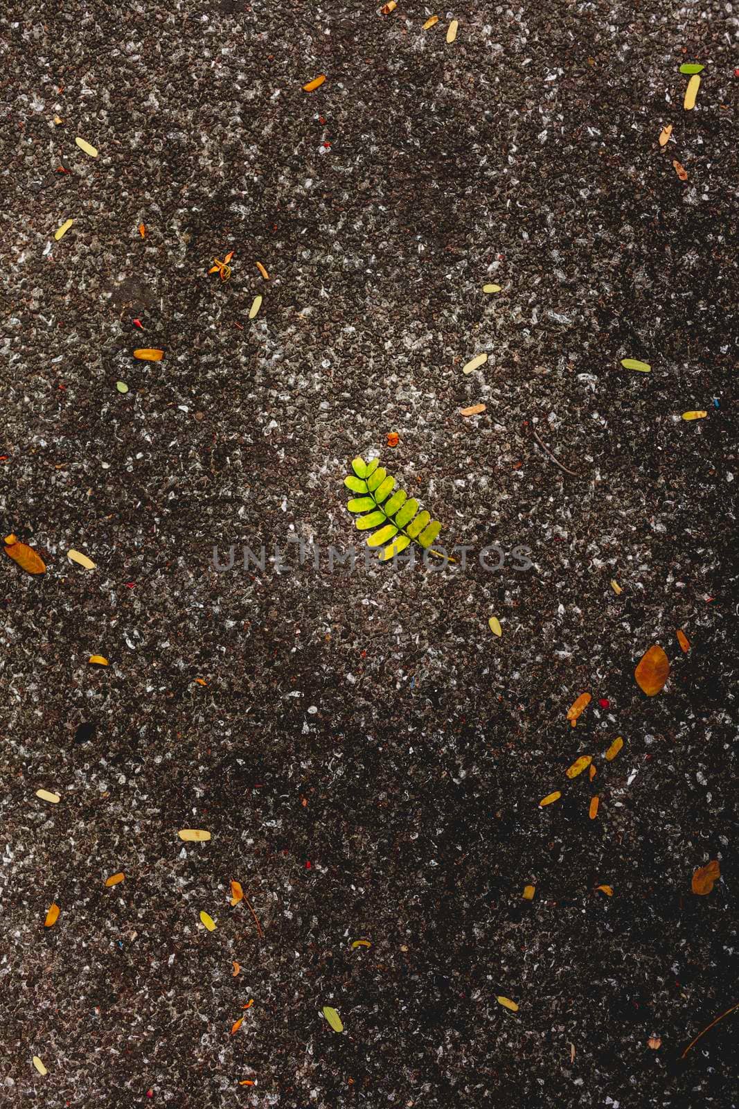 Bright green leaf on dark wet asphalt pavement. Top view on fallen leaves. Autumn background.