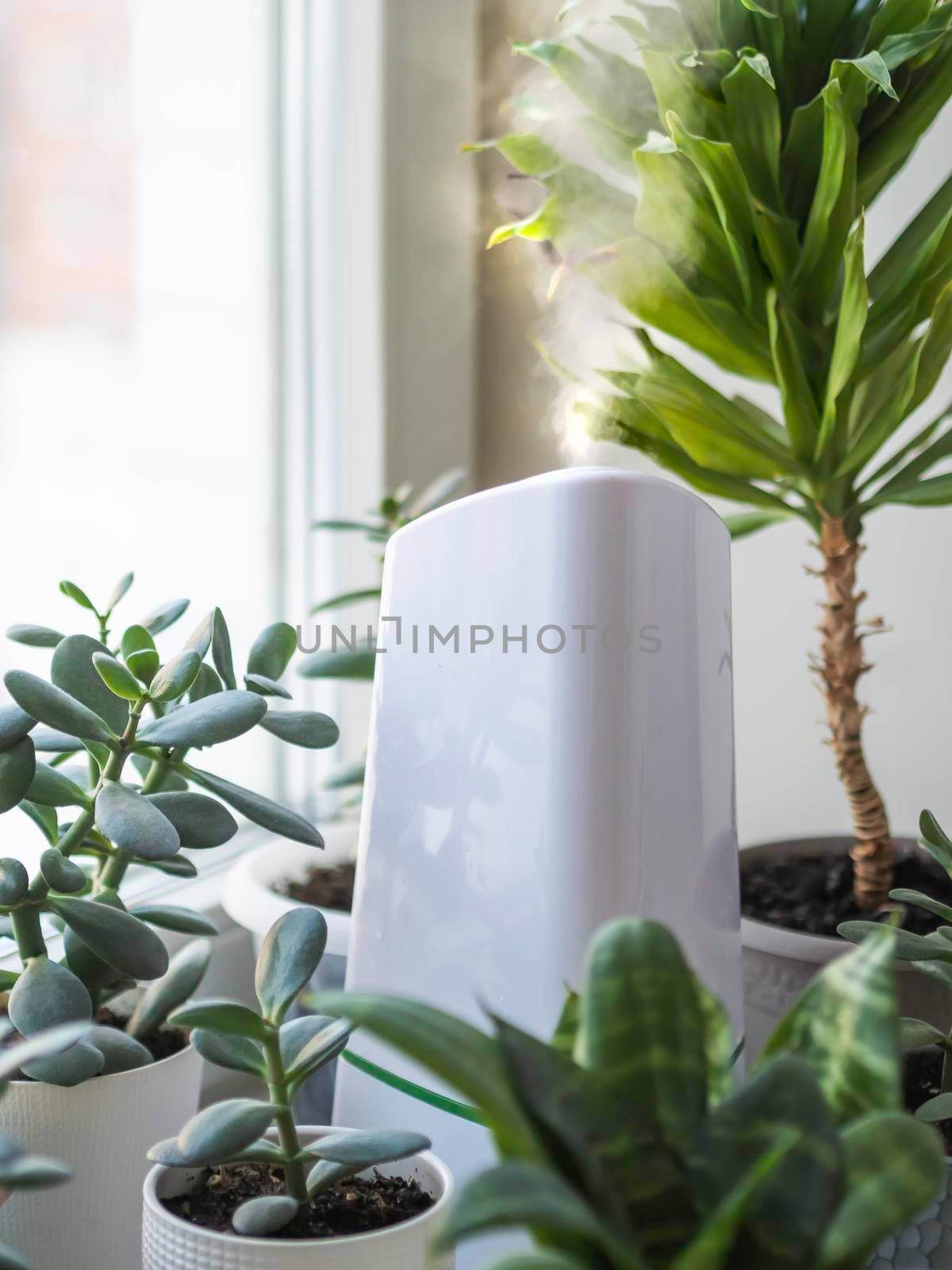 Ultrasonic humidifier among houseplants. Flower pots with succulent plants on windowsill. Water steam moisturizes dry air at home. Electric device for comfort atmosphere in living room.