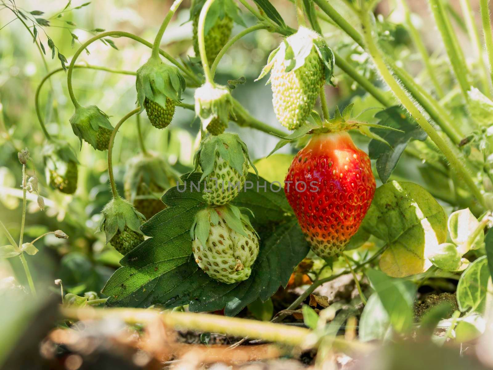 Red and green strawberries under leaves. Sunny day in garden with growing berries. Agriculture. by aksenovko