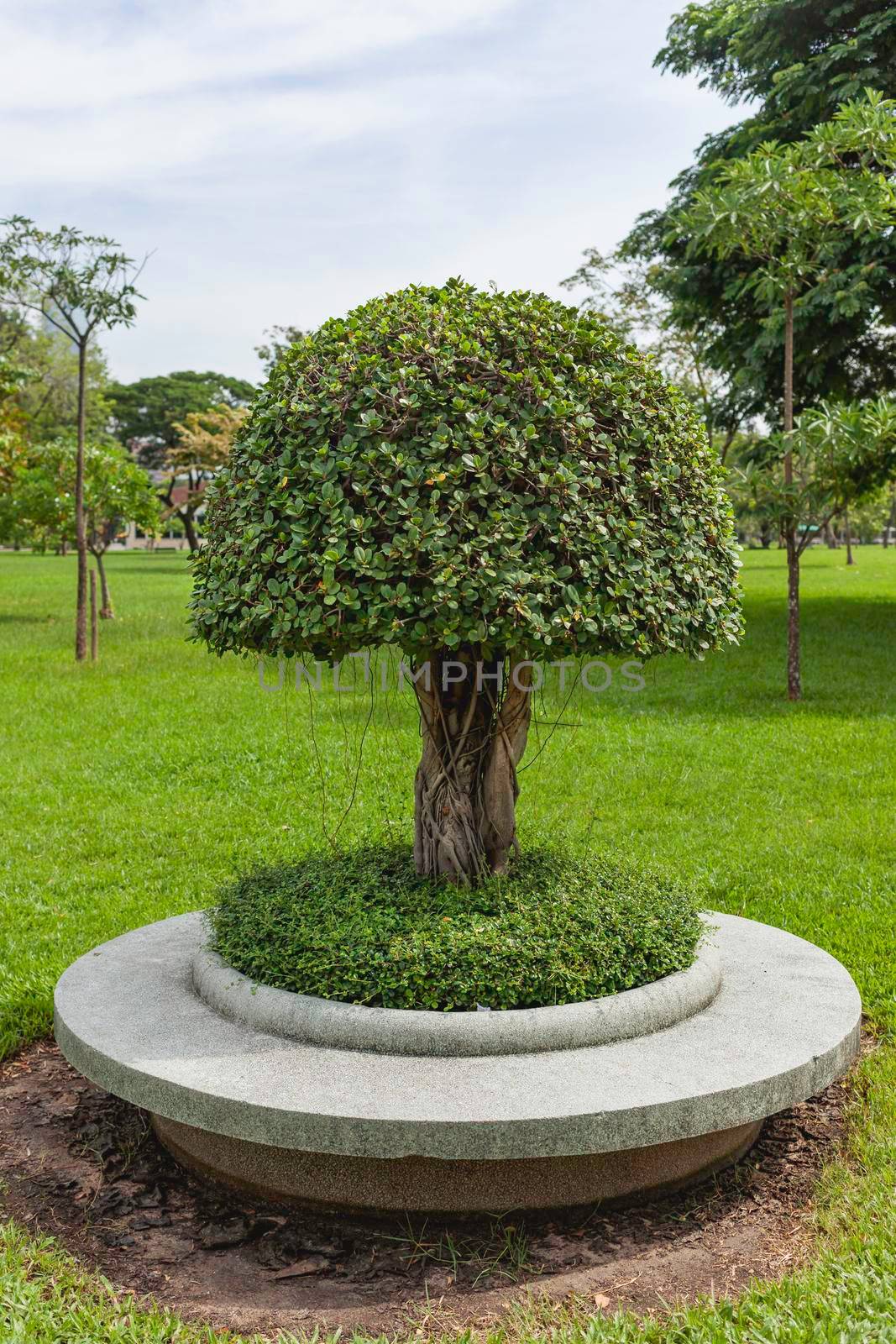 Tree with neatly trimmed foliage grows inside concrete flowerbed. Lumpini park in Bangkok, Thailand. by aksenovko