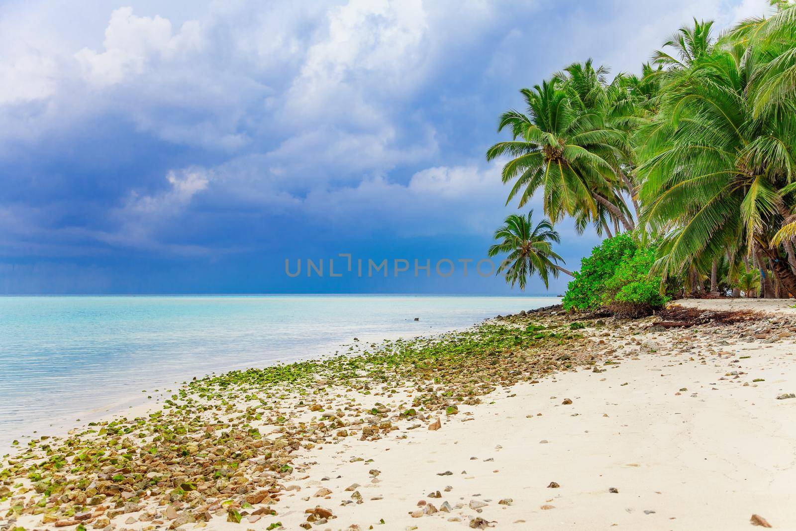 Palm, Water and Beach View on Maldive Coast by kisika