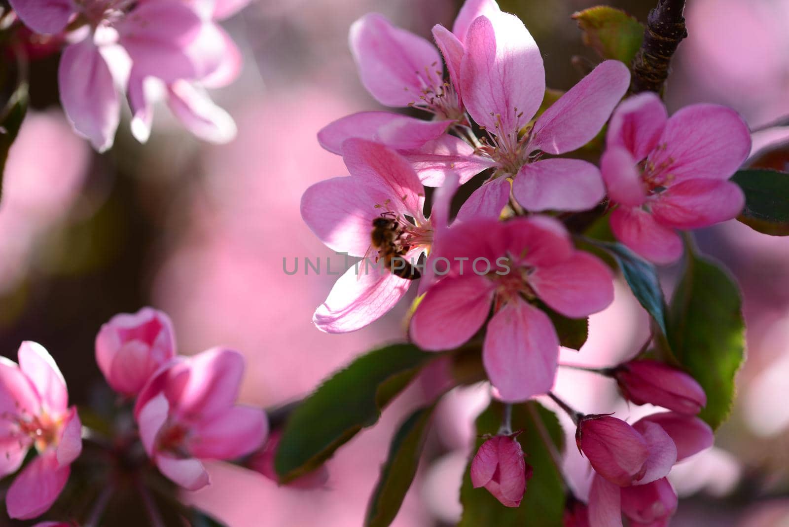 Pink flowering appletree as a close-up