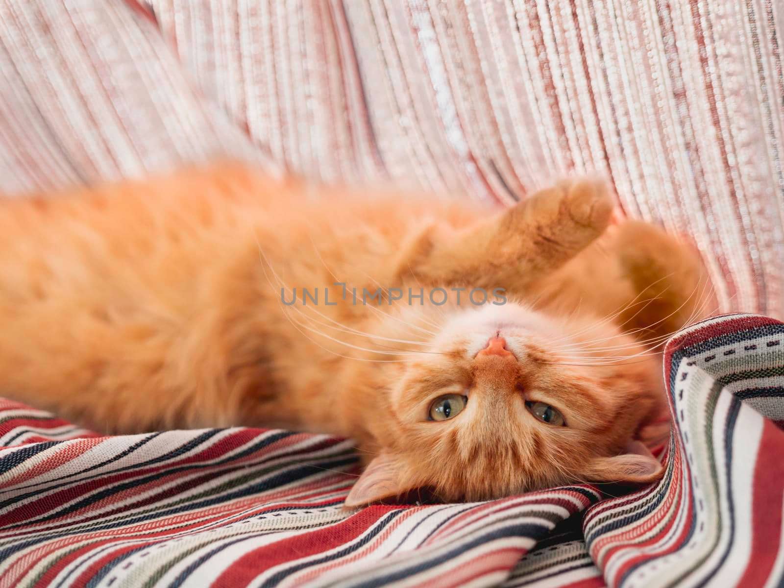 Cute ginger cat sleeps on window sill. Fluffy pet has a nap on colorful textile curtain. Domestic animal at cozy home.