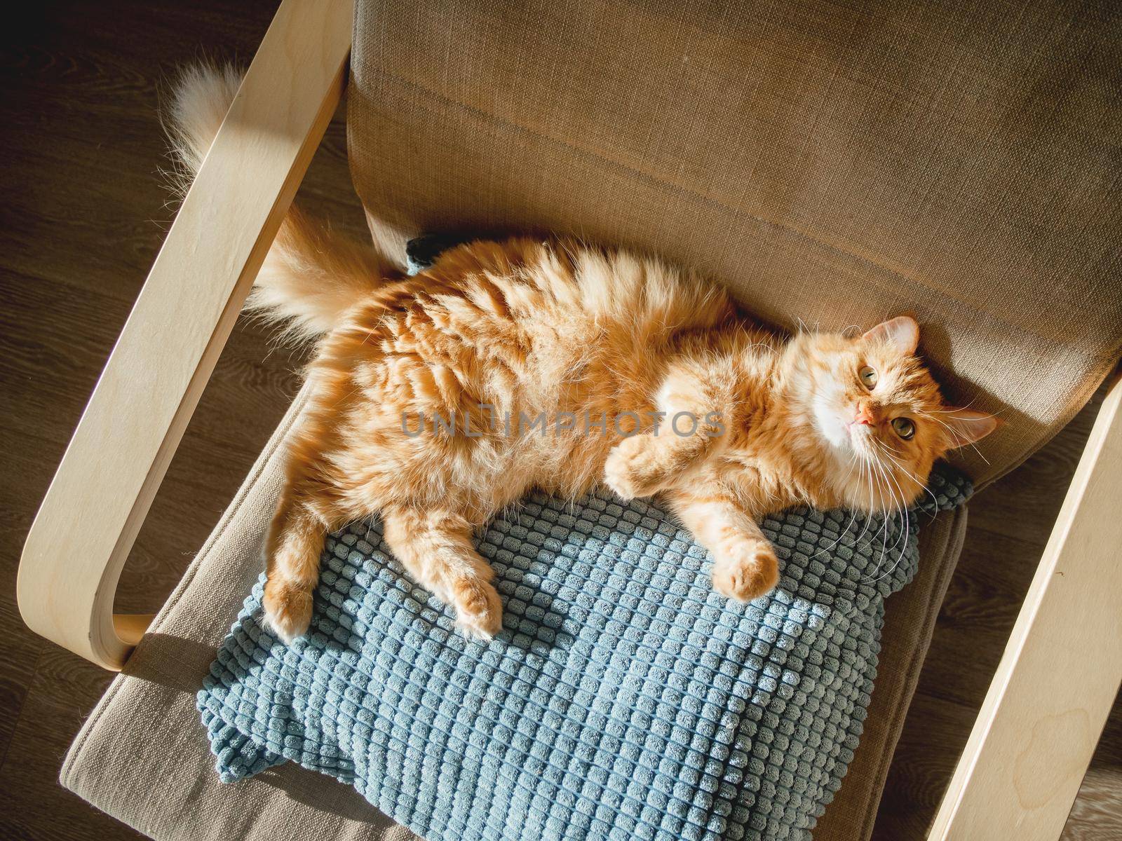 Top view on cute ginger cat lying on pillow. Fluffy pet is sleeping on chair. Cozy home lit with sun.