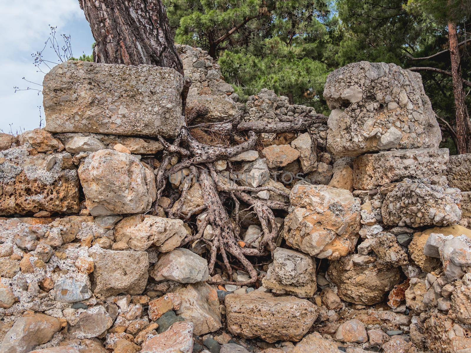 Ruins of ancient Phaselis city. Tree roots moves stones of old building. Famous architectural landmark, Turkey.
