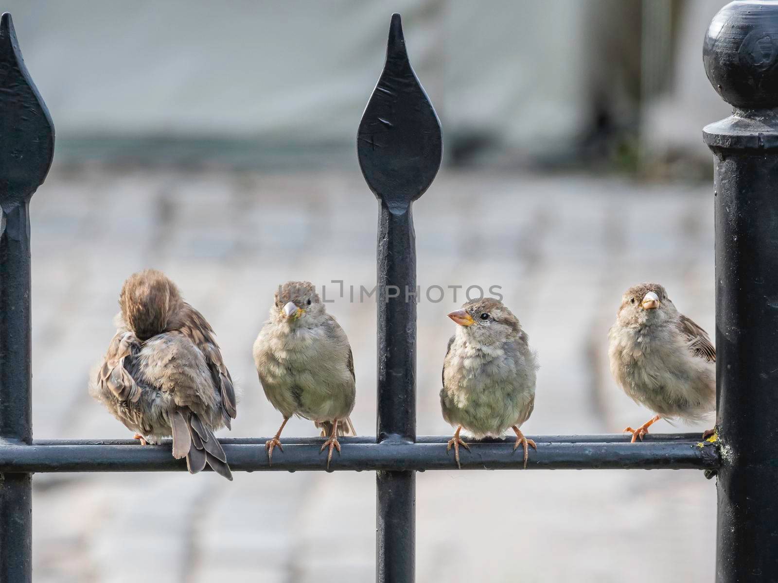 Four sparrows sit in a row on black fence of urban park. Little birds perched in line on railing.