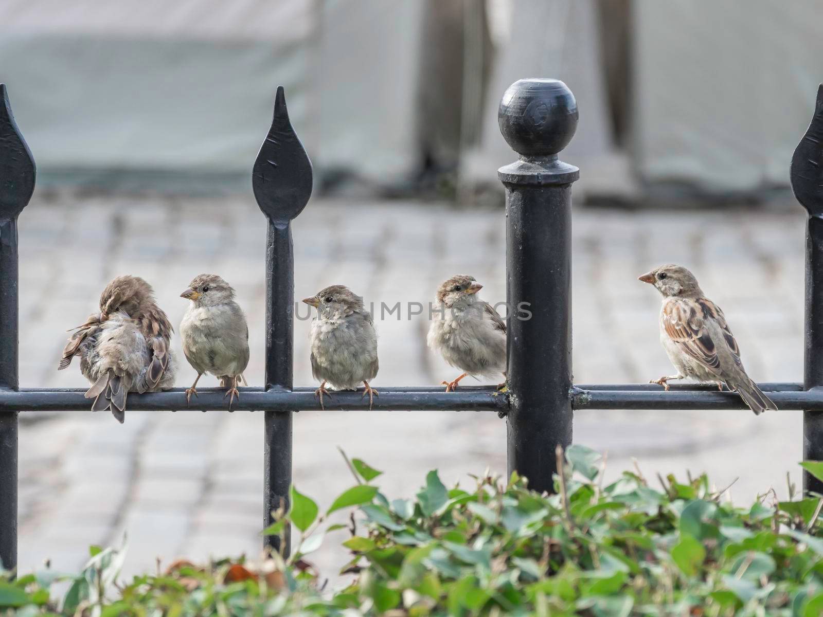 Five sparrows sit in a row on black fence of urban park. Little birds perched in line on railing. by aksenovko