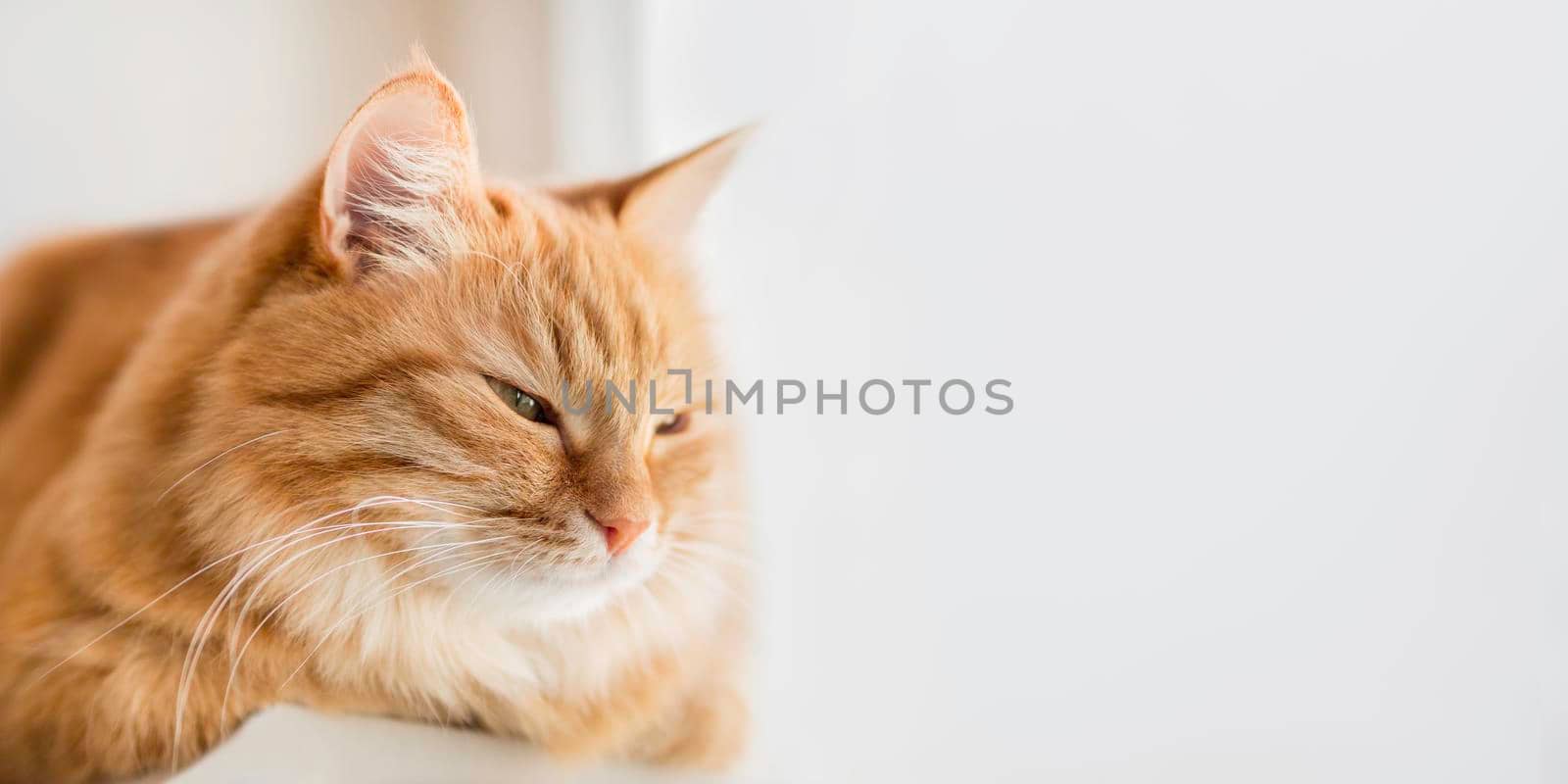 Sleepy ginger cat relaxes on window sill. Fluffy pet has a nap in comfort. Horizontal banner with copy space. by aksenovko