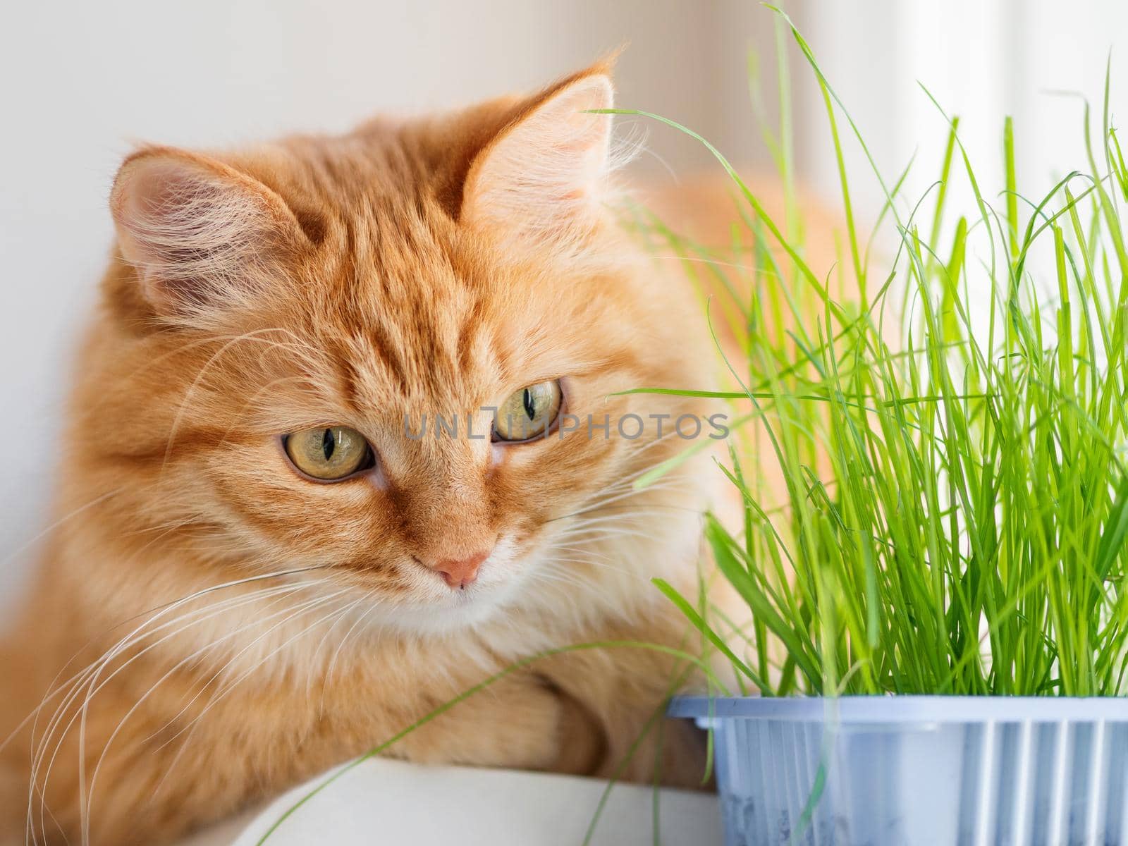 Cute ginger cat sniffs grass planted for it. Fluffy pet stares curiously on green seedlings. Reuse of plastic boxes for food. Zero waste. by aksenovko