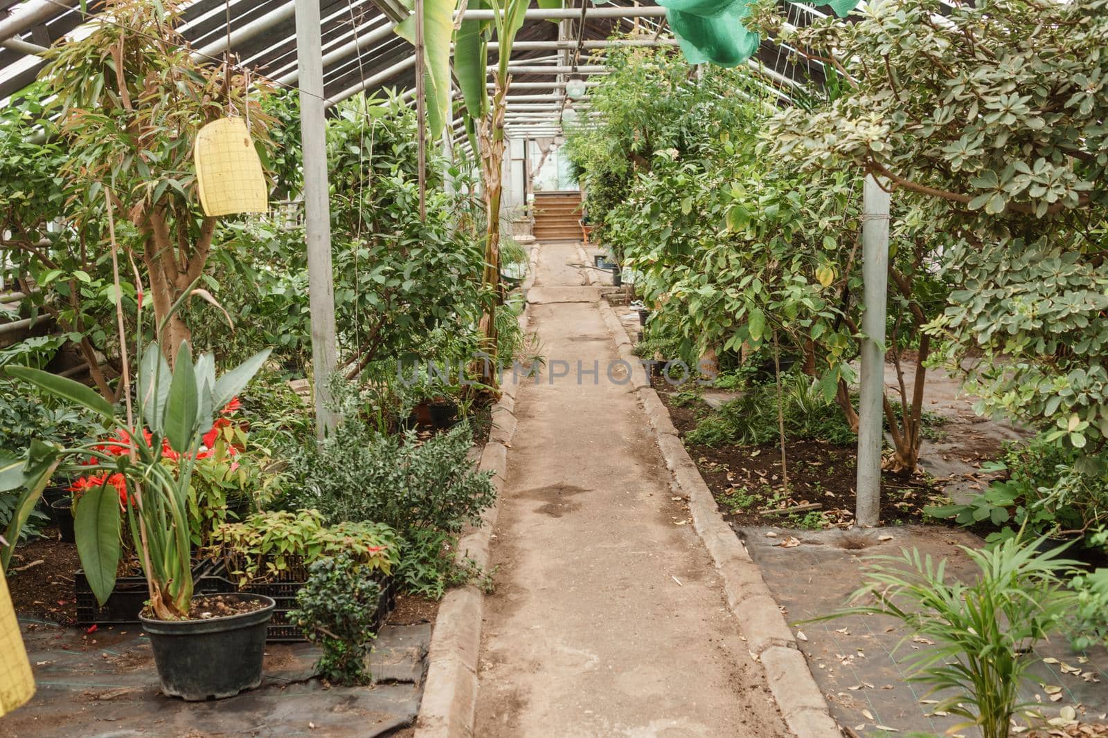 Greenhouse with a large variety of green plants. The concept of planting crops in spring.