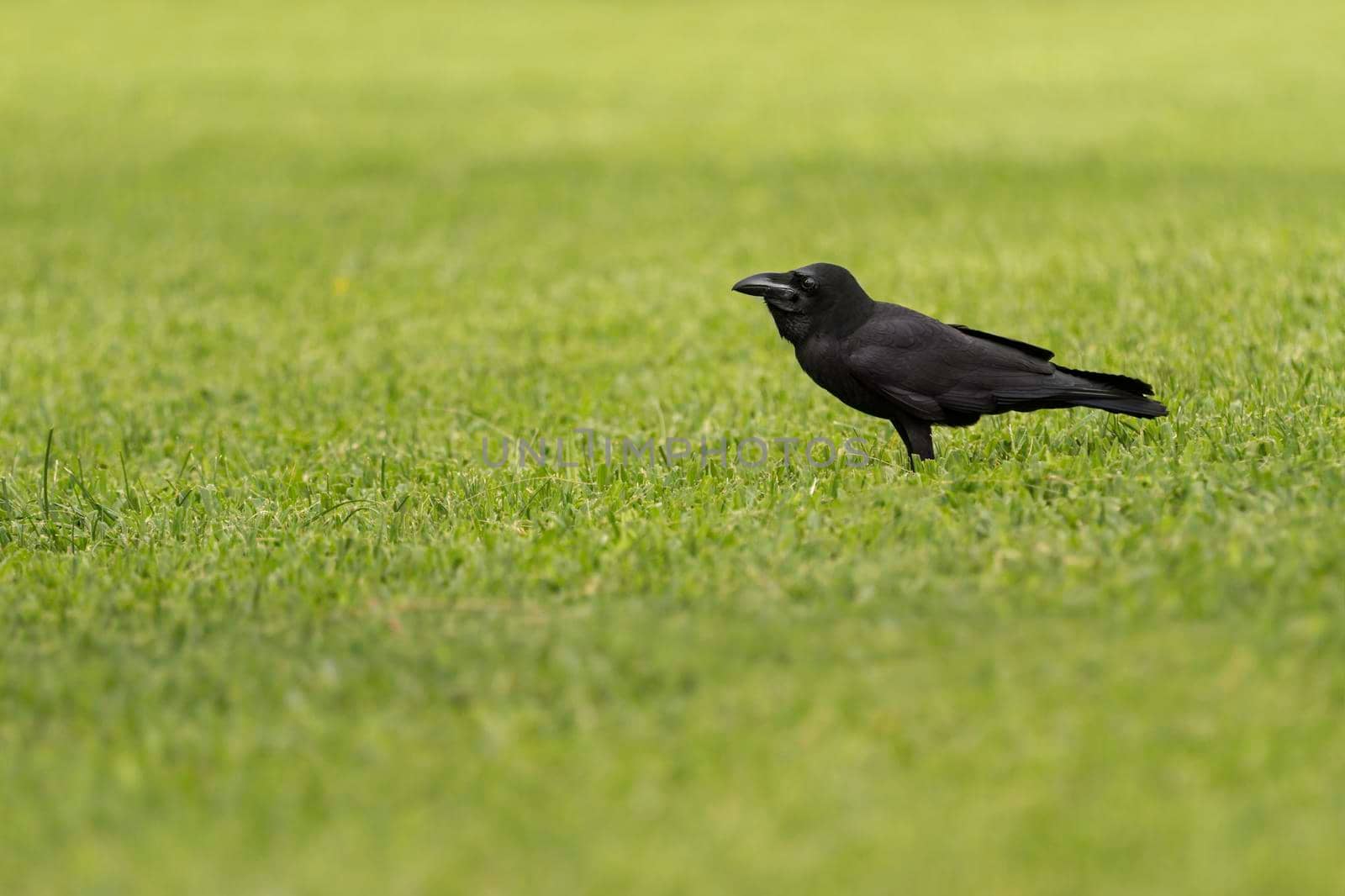 Black common raven or Corvus corax stands still on lawn with short green grass. by aksenovko