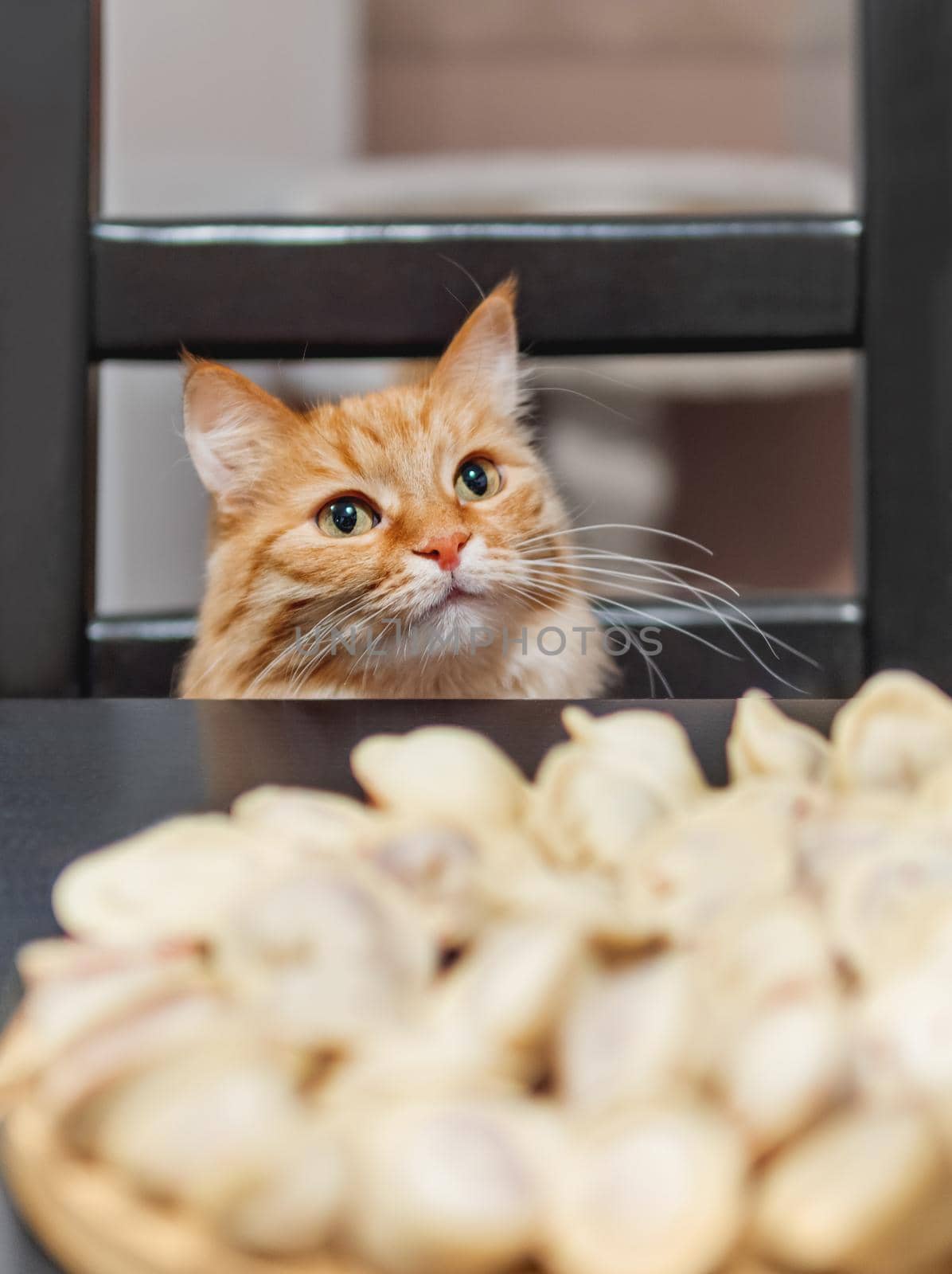 Cute ginger cat sits on chair near kitchen table with cooked pelmeni on plate. Fluffy pet is asking for traditional Russian food made of dough and meat.
