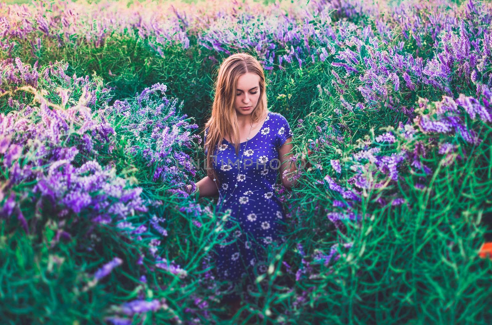light-skinned European blonde young slim girl walks on tall grass overgrown with purple flowers. Women's blue short skin-tight dress with white daisy print.