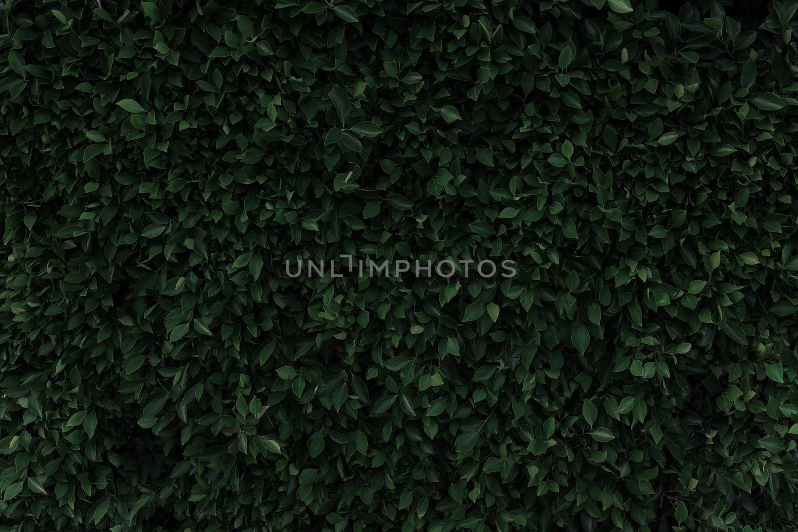 Fantasy and mystery dark green leafy background. Texture. High resolution. wall