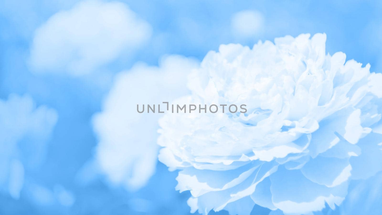 Classic blue, toned image. Flowers of peony in the soft light with bokeh and filters, floral background