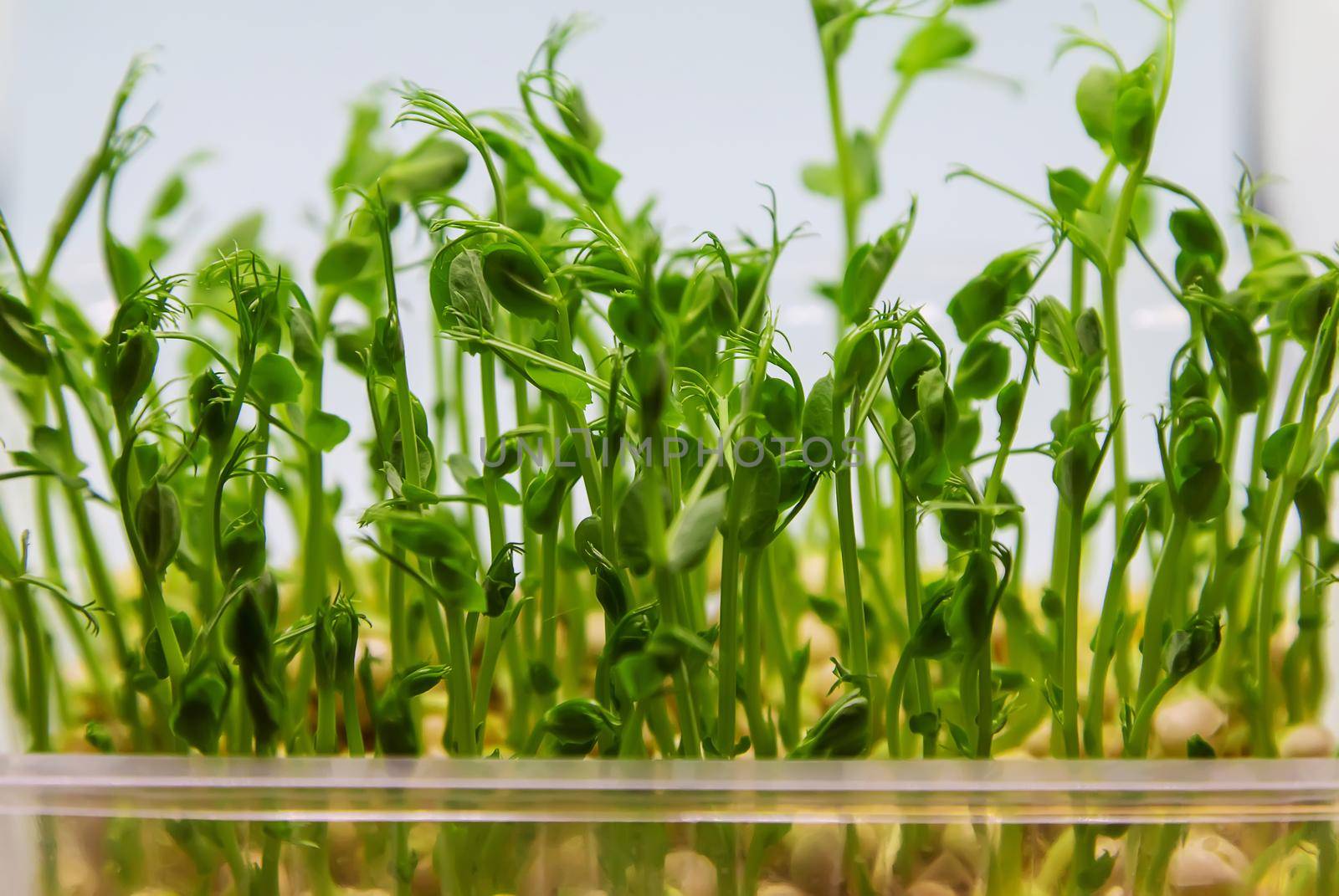 Microgreen pea sprouts isolate on a white background. Selective focus. nature.