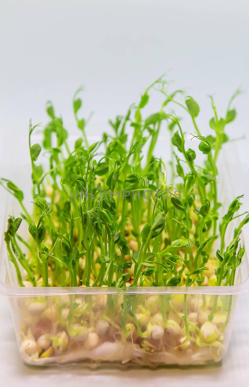 Microgreen pea sprouts isolate on a white background. Selective focus. nature.