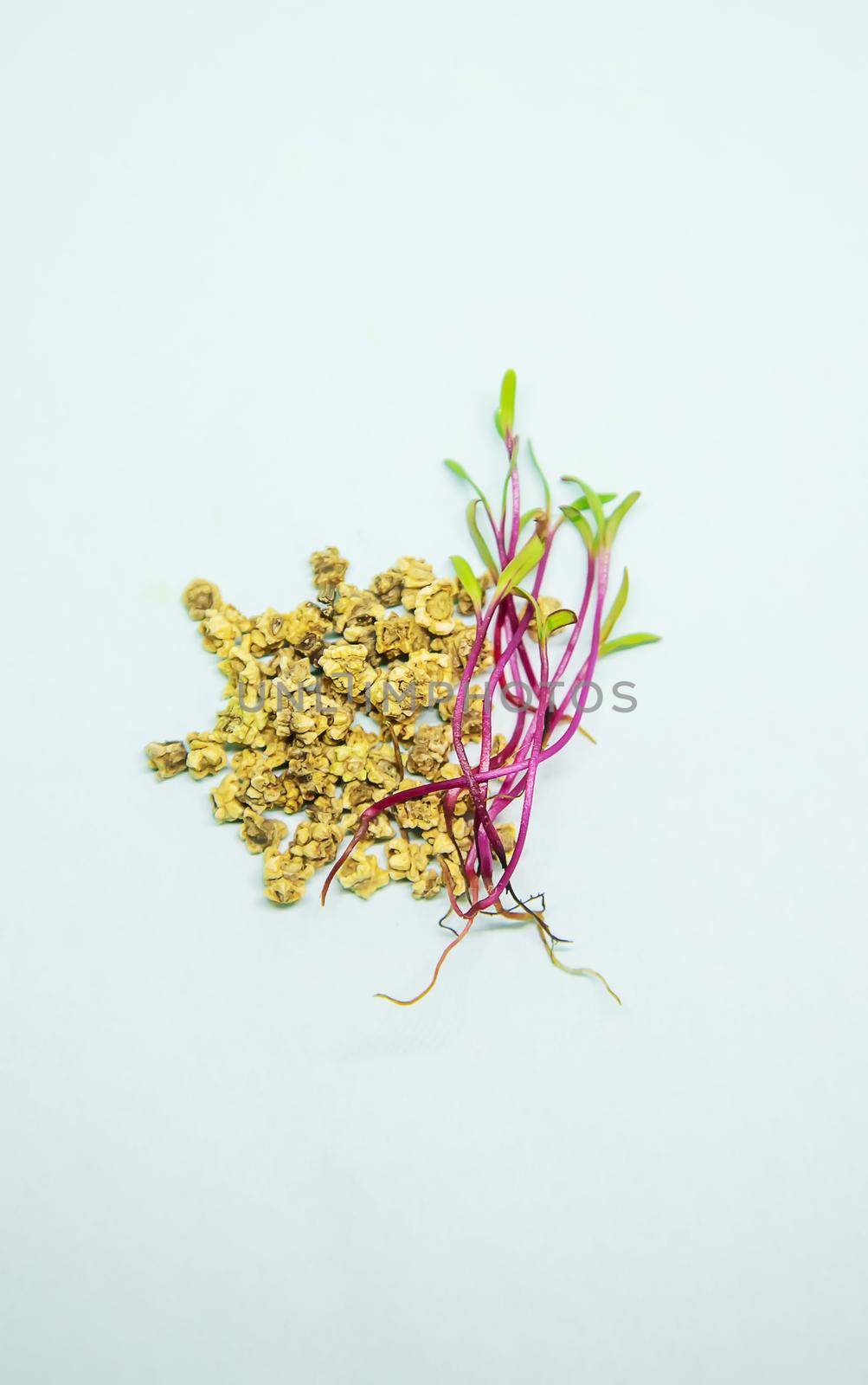 beet microgreen sprouts on a white background. Selective focus. nature.