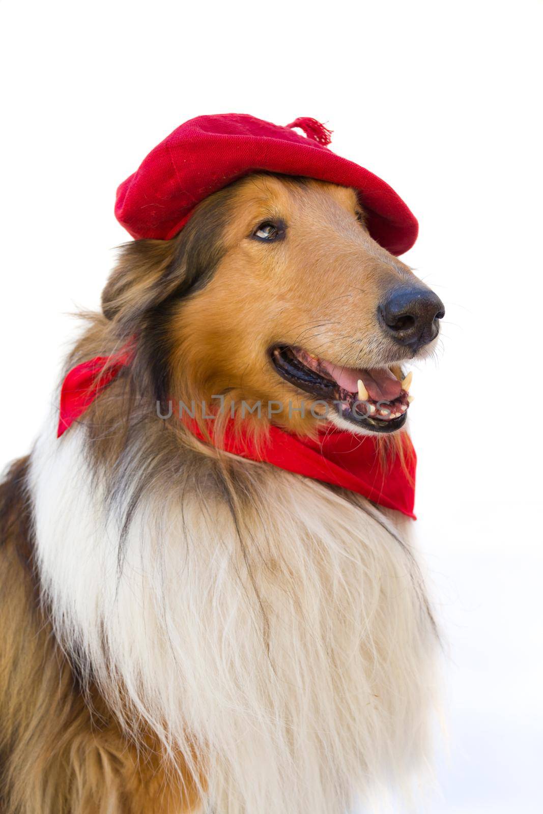 Portrait of rough collie with beret and red scarf on white background. San Fermin celebration