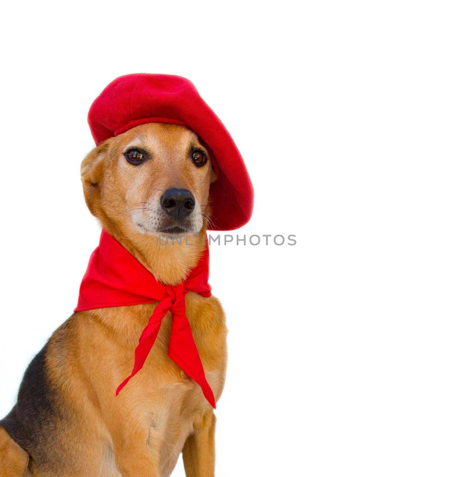 Portrait of mongrel dog with beret and red scarf on white background. San Fermin celebration