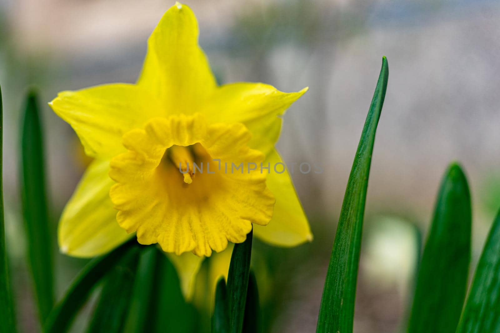 big yellow flower close up on bokeh background.