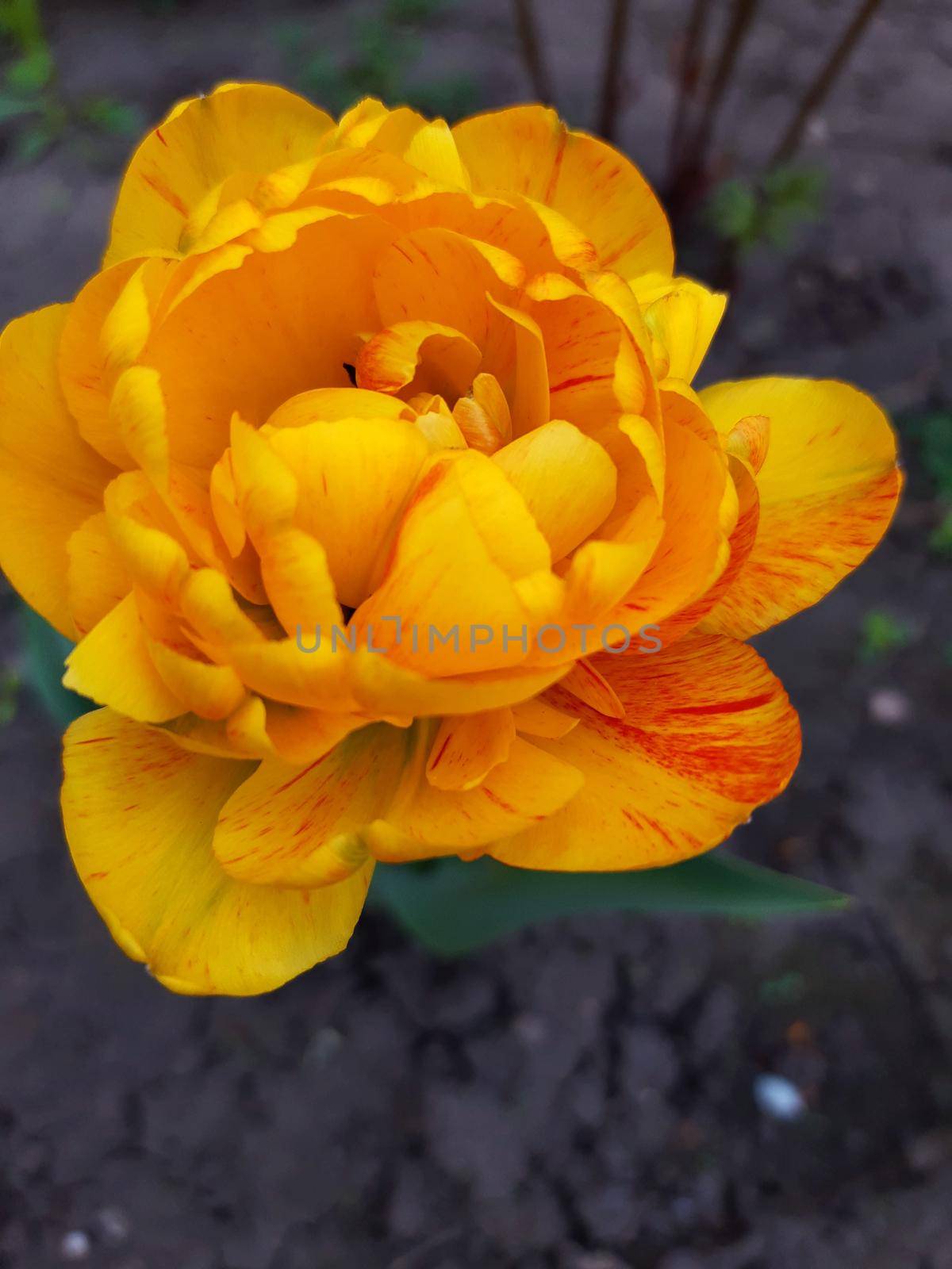 Colorful tulip flower close up on gray background.