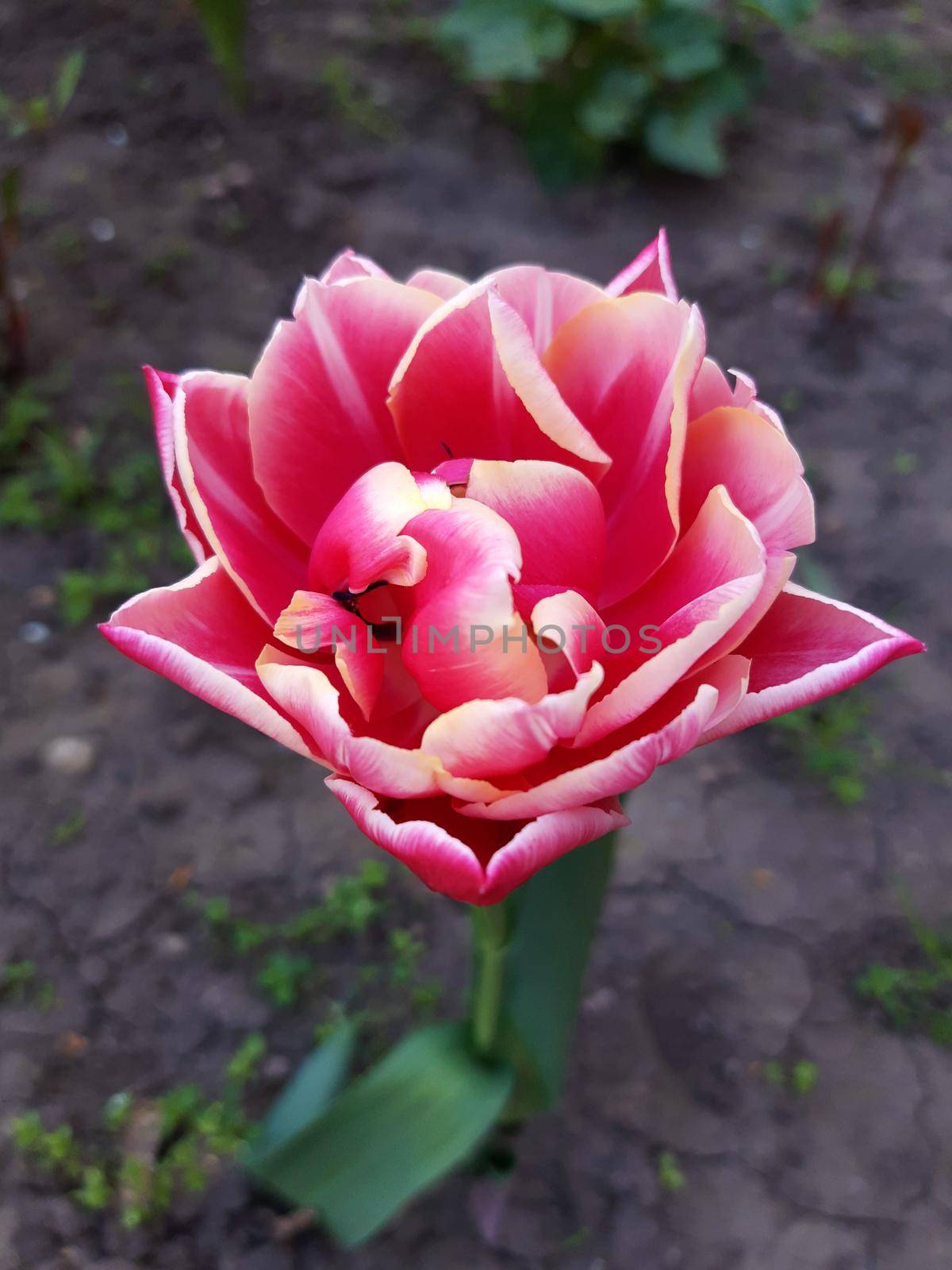 Opened tulip bud close up by Endusik