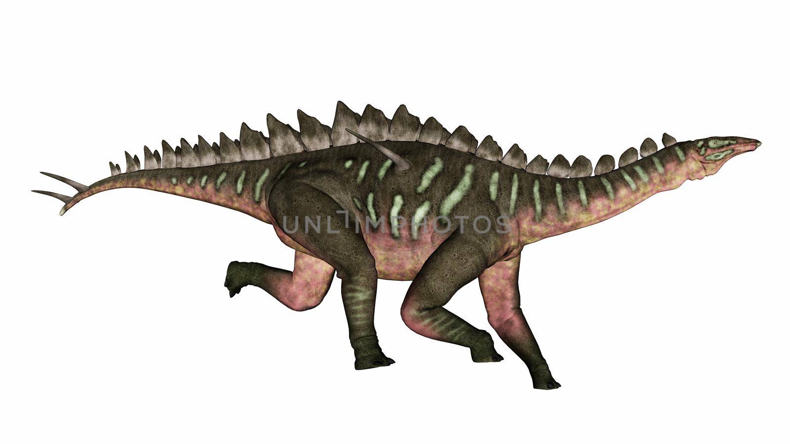 Miragaia dinosaur running isolated in white background - 3D render
