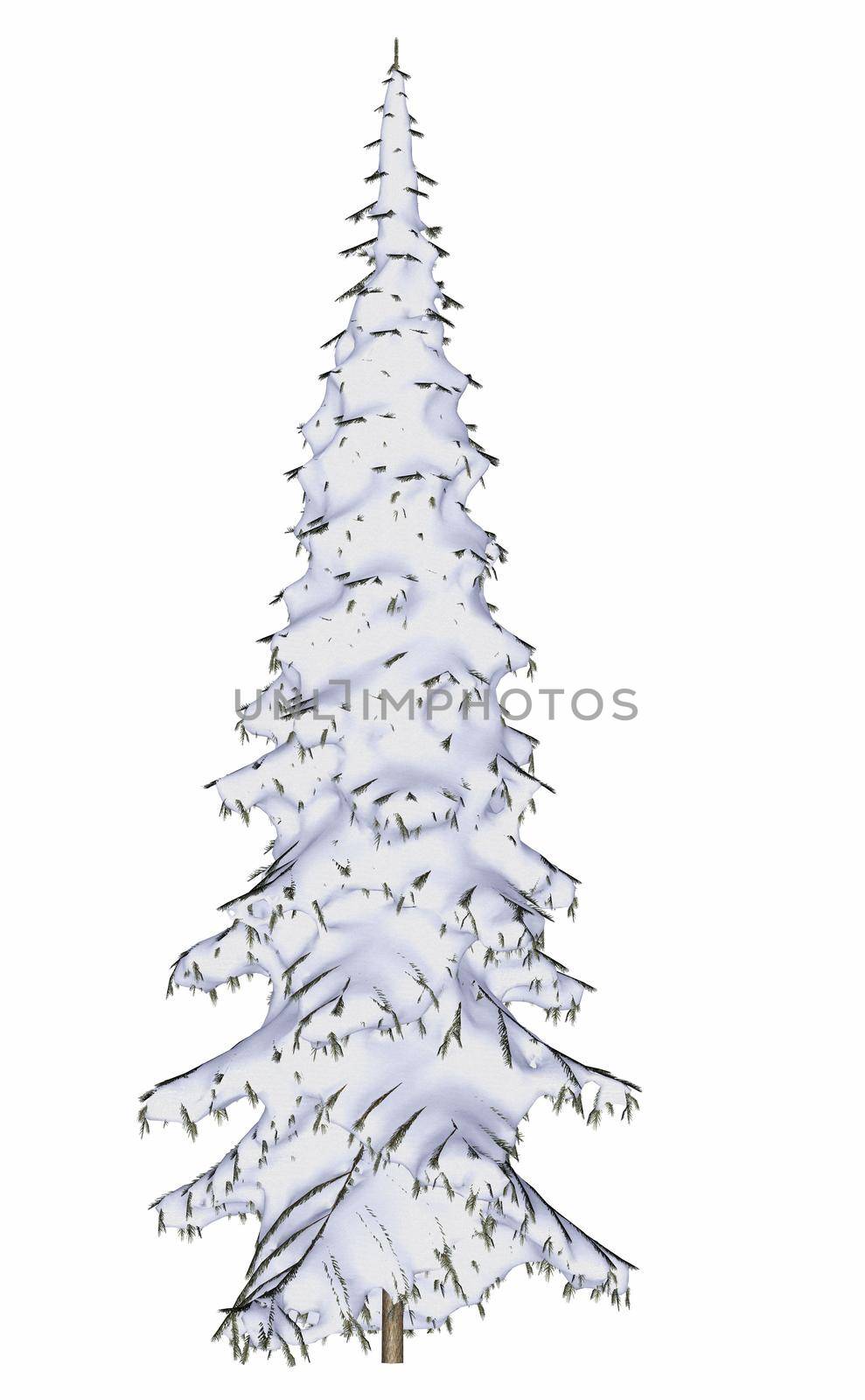 Winter pine or fit tree covered with snow isolated in white background - 3D render