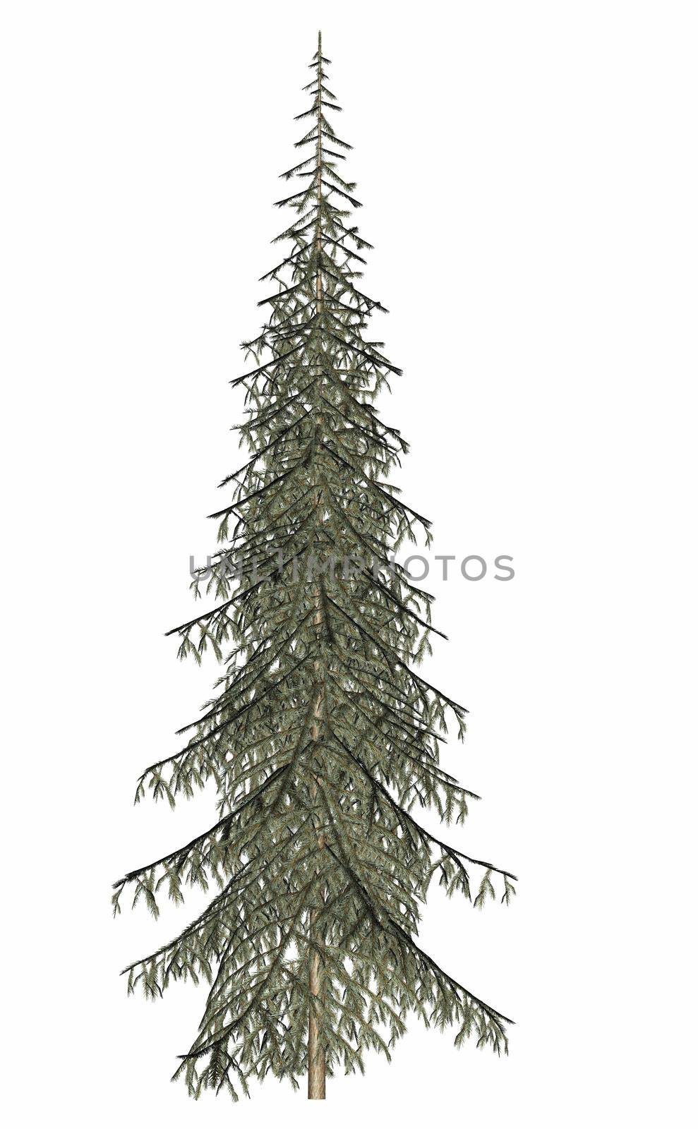 Beautiful single fir evergreen pine tree - 3D render by Elenaphotos21