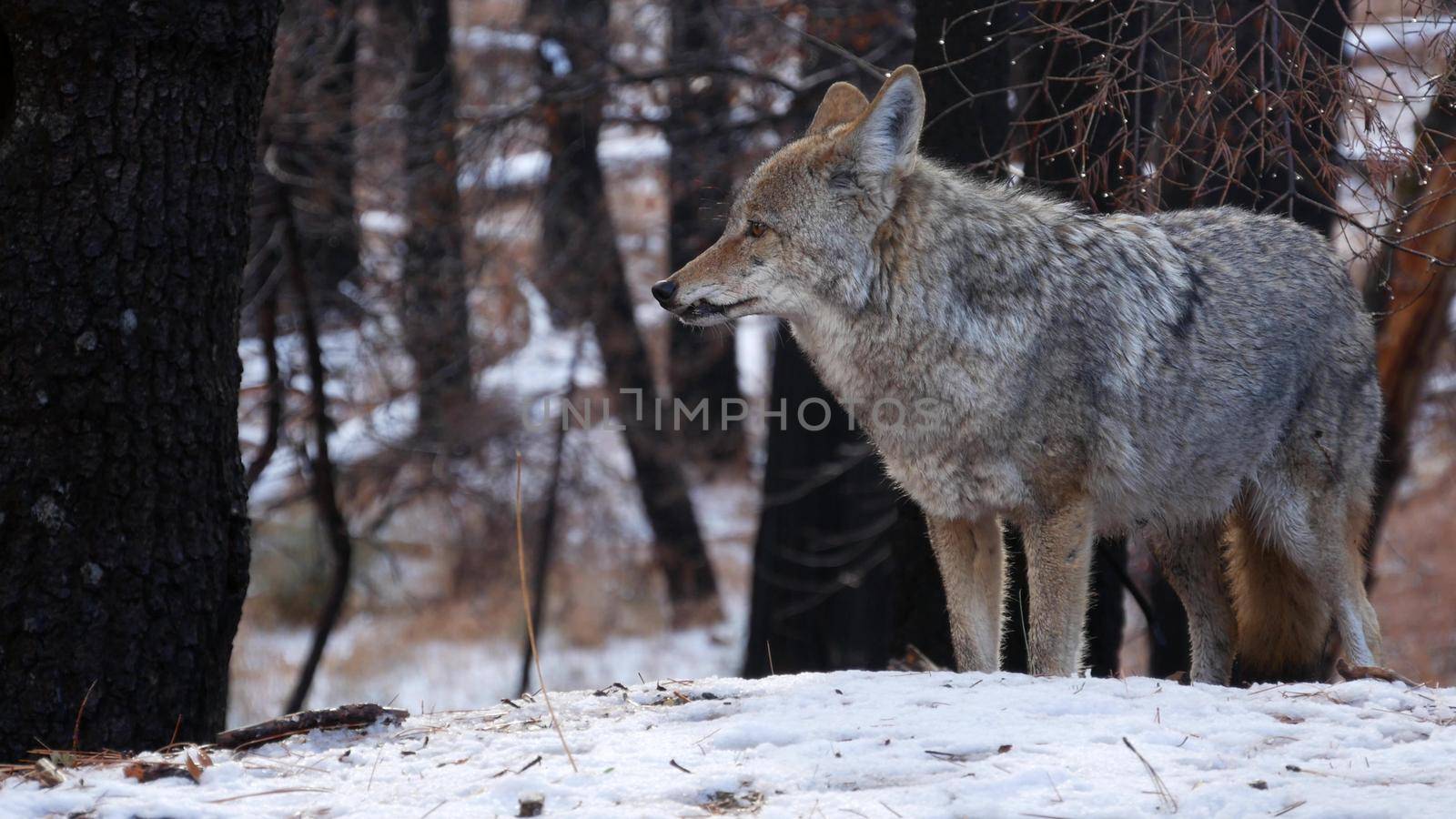 Wild furry wolf, gray coyote or grey coywolf, winter snowy forest, Yosemite national park wildlife, California fauna, USA. Undomesticated predator walking and sniffing, hybrid dog like animal standing