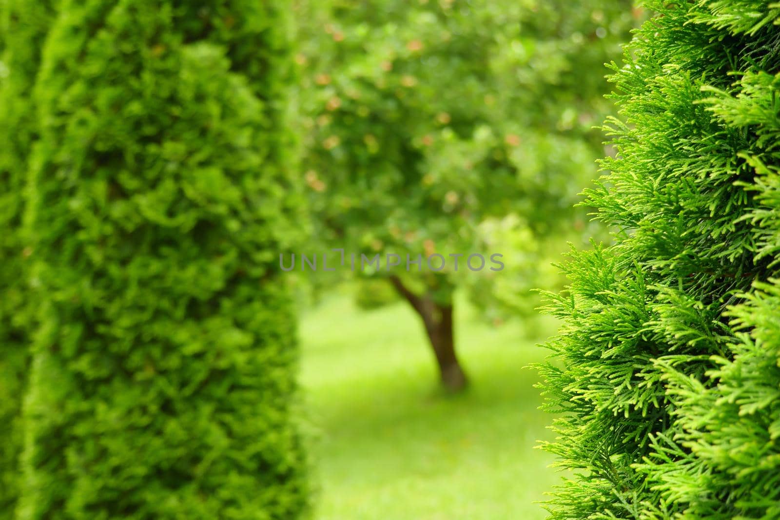 Backyard garden blur park landscape design. Decorative greenery background blur landscape garden design yard green garden background park design backyard trees blur green area. Natural green park land by synel