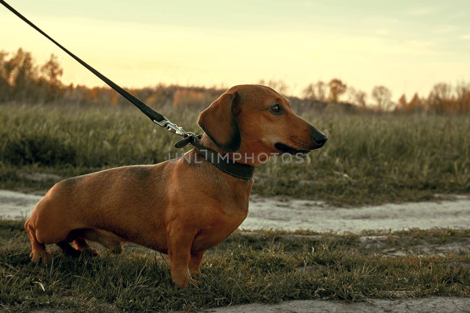 Red dachshund walking in a field among the grass. Dachshund dog stands in the grass and looks out for something