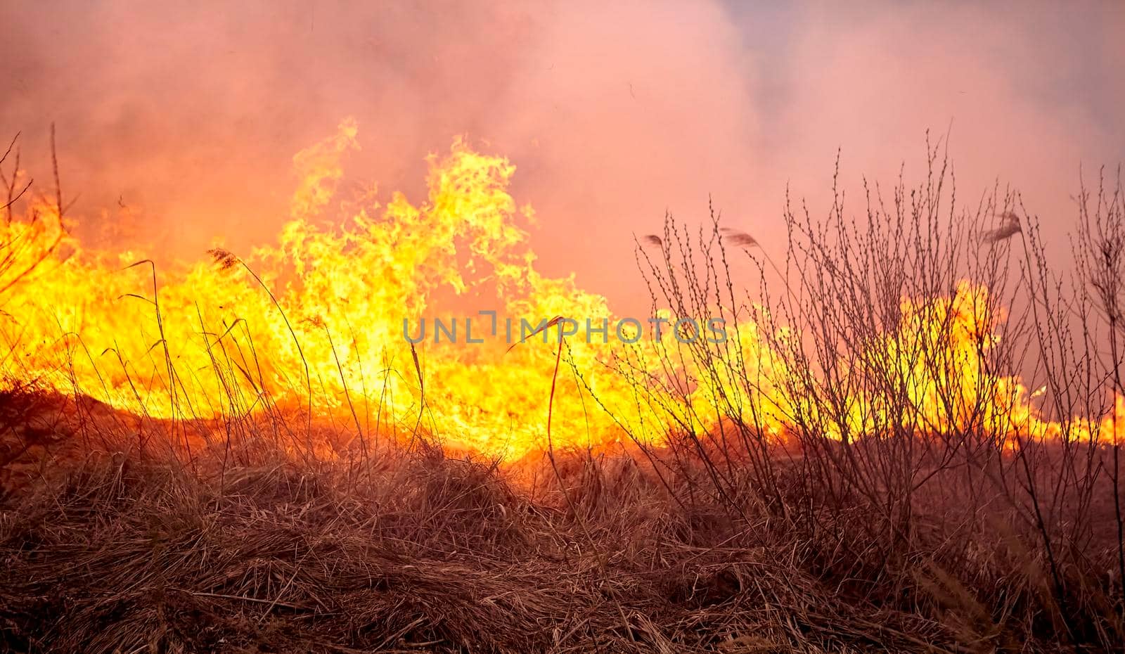 Burning old dry grass in garden. Flaming dry grass on a field. Forest fire. Stubble field is burned by farmer. Fire in the Field.