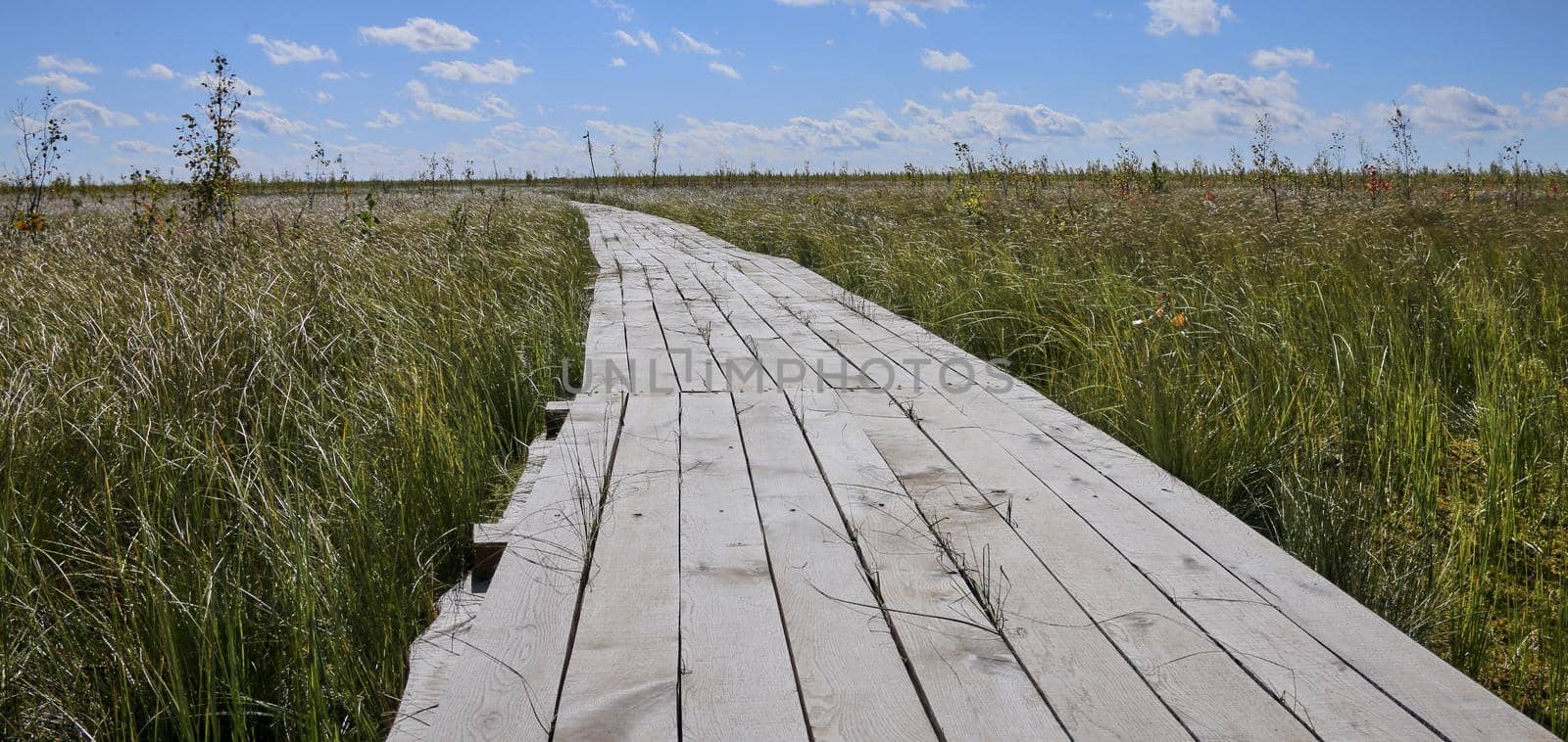 Wooden flooring of a swamp eco-trail without people, passing directly above the swamp. On a warm sunny autumn day against a blue sky with clouds.