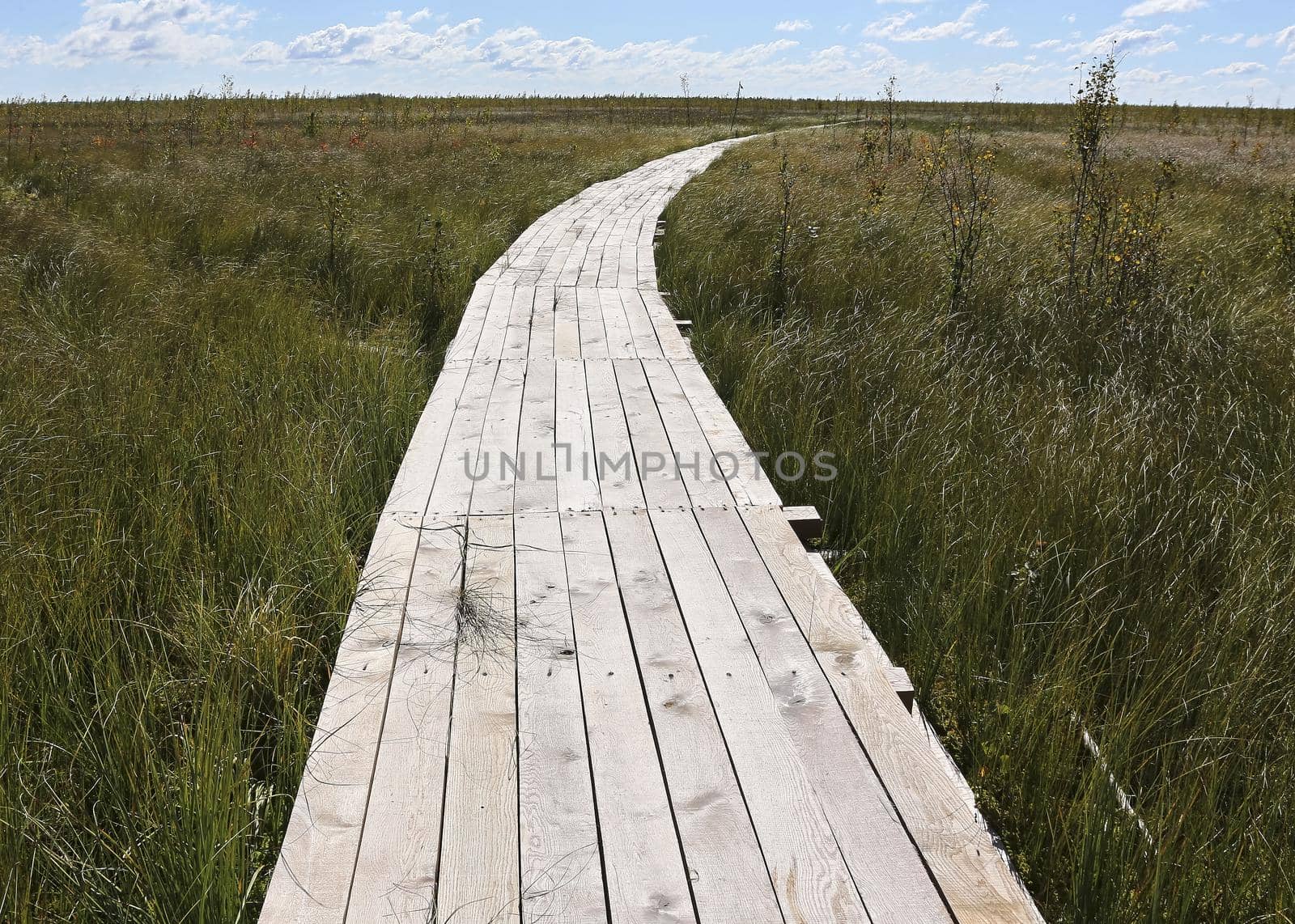Wooden flooring of a swamp eco-trail without people, passing directly above the swamp. On a warm sunny autumn day against a blue sky with clouds.