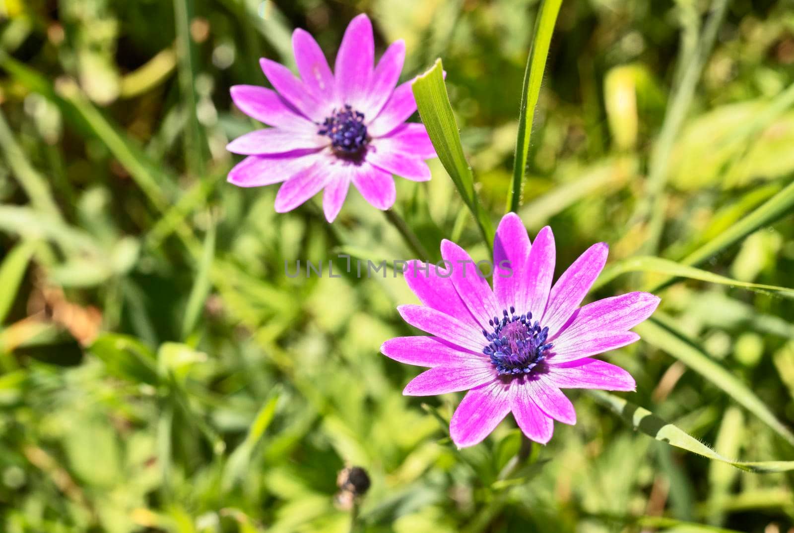 Purple flowers of anemone hortensis , broad leaved anemone ,perennial flowering plant