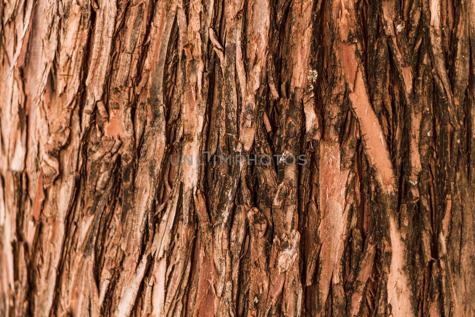 natural vertical forest tree texture