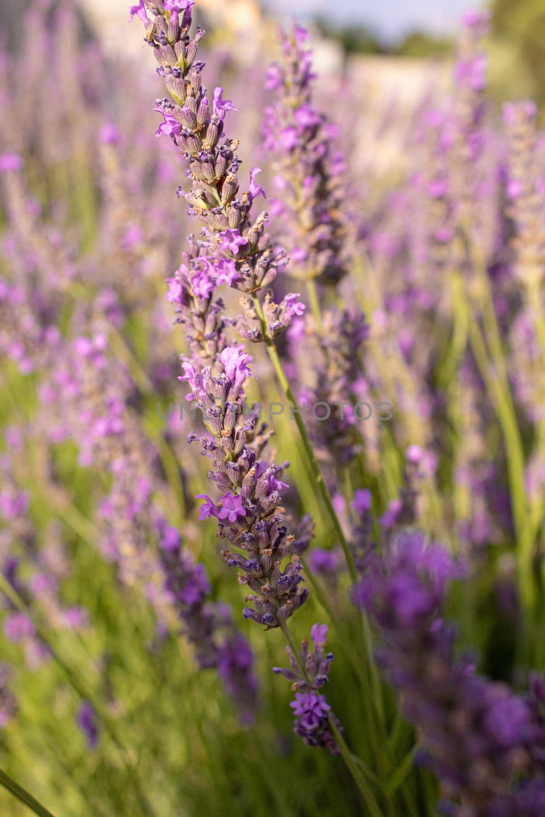 Blooming lavender field. Summer flowers. Selective focus nature