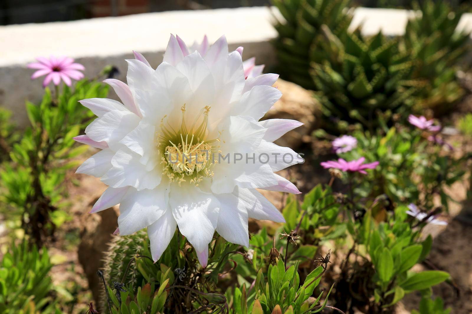 Beautiful Echinopsis Bridgesii Salm-Dyck cactus in bloom in the garden