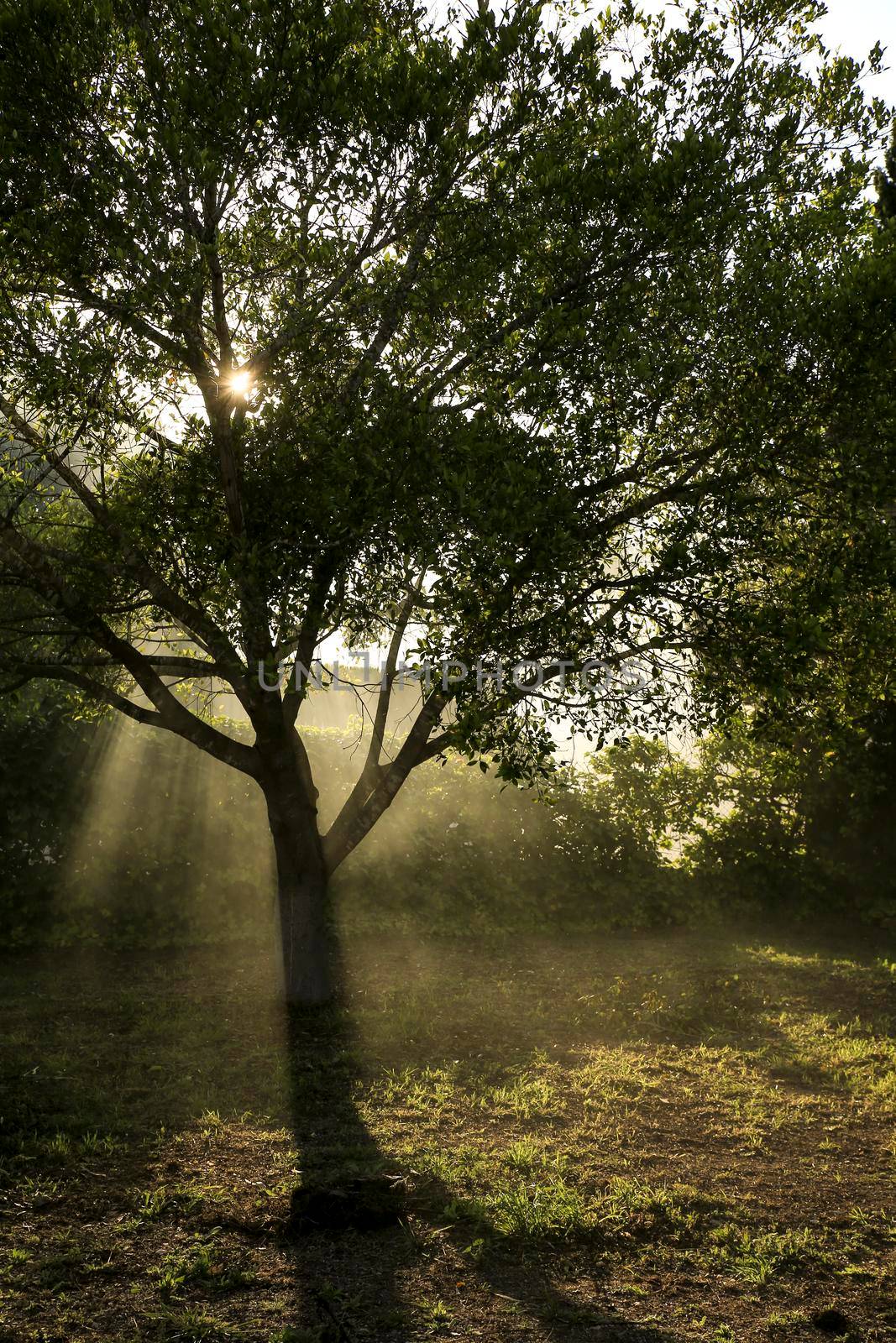 Ficus Benjamina tree in the garden on a foggy day by soniabonet