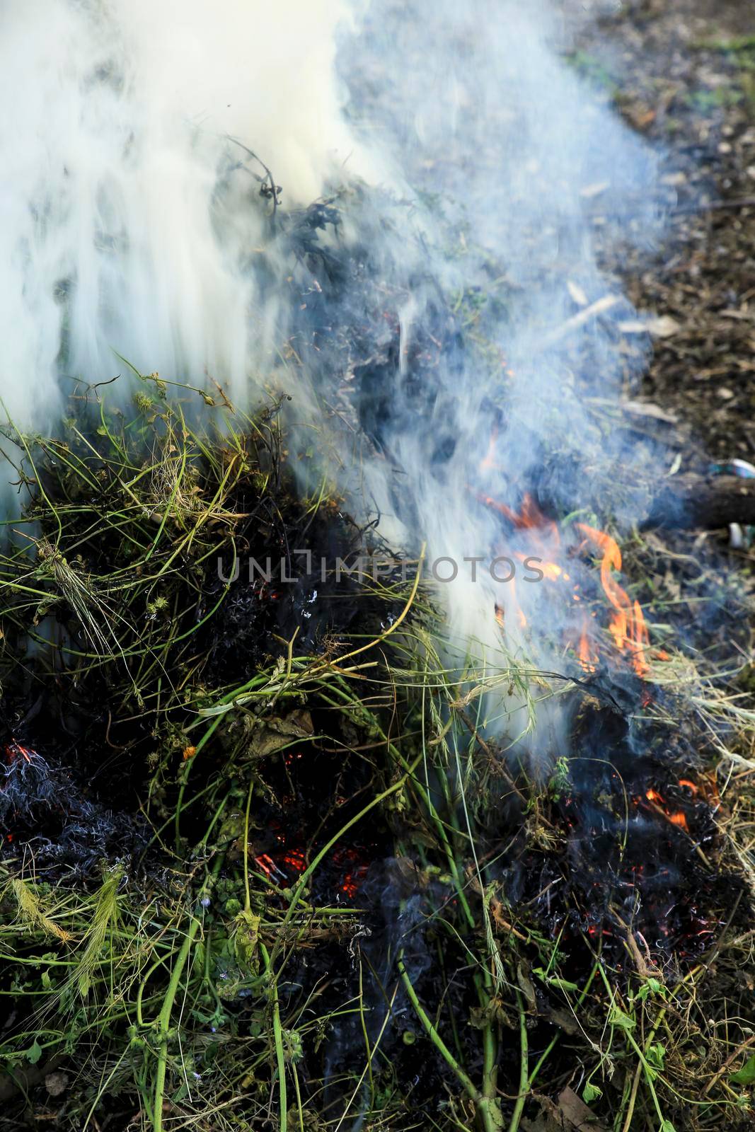 Pruning bonfire in the countryside in Spain by soniabonet