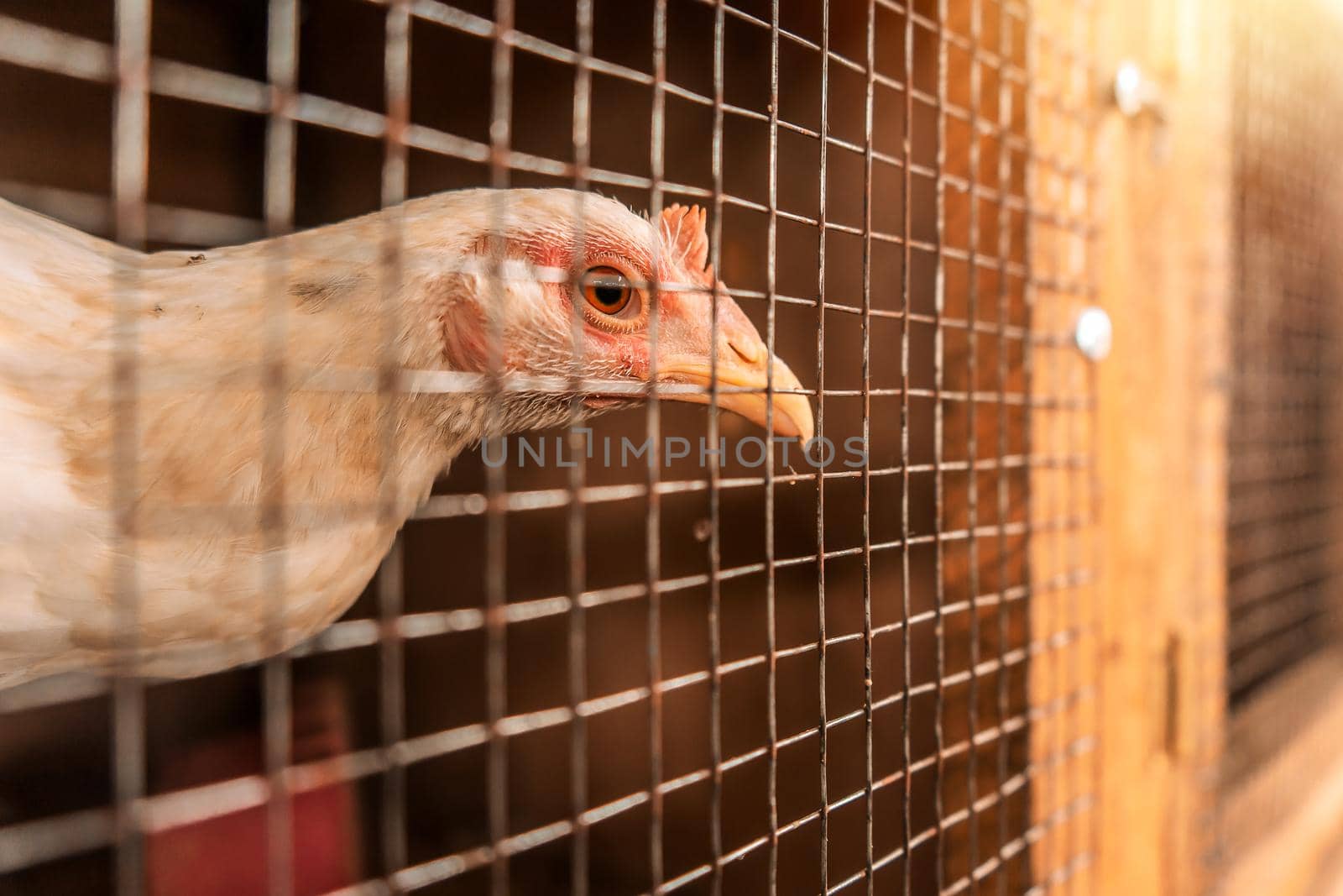 Fighting cock breeder hen locked in a cage in an arena where cockfighting takes place in Leon, Nicaragua.