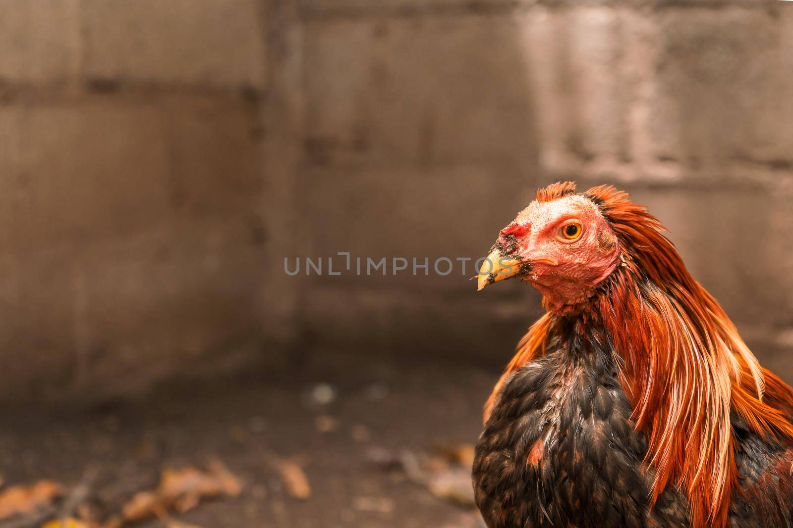Fighting rooster looking at the camera in the courtyard of an arena where rooster fights are held in Leon, Nicaragua.