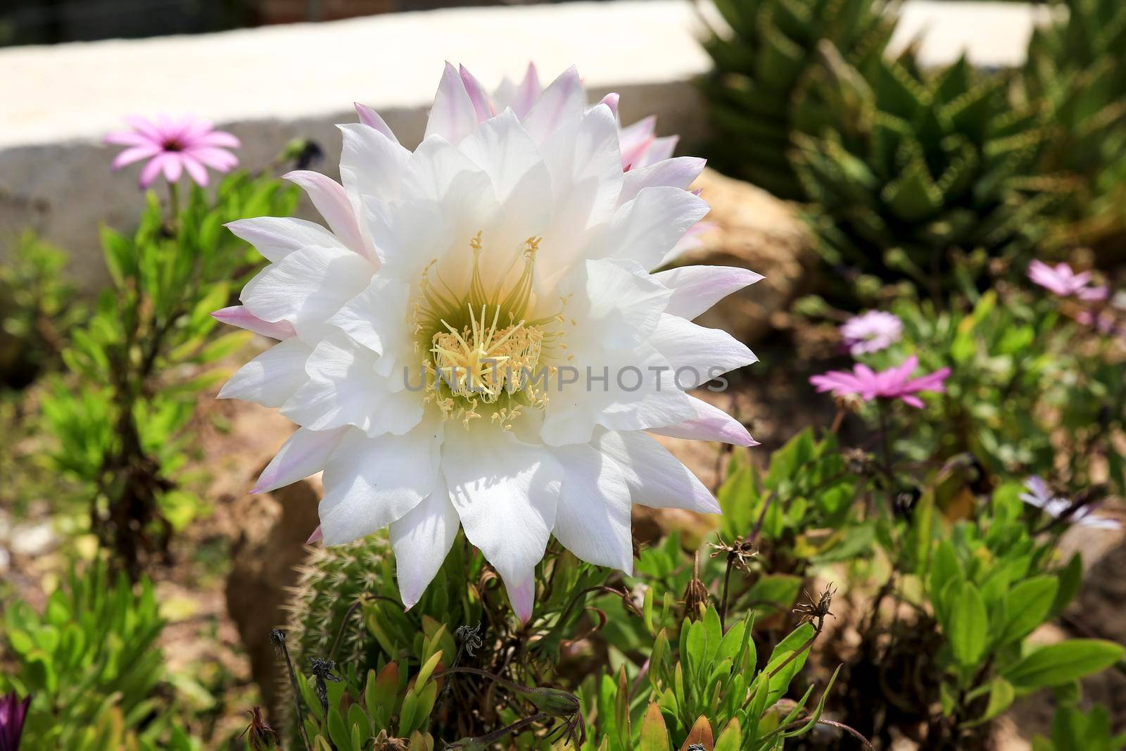 Beautiful Echinopsis Bridgesii Salm-Dyck cactus in bloom in the garden