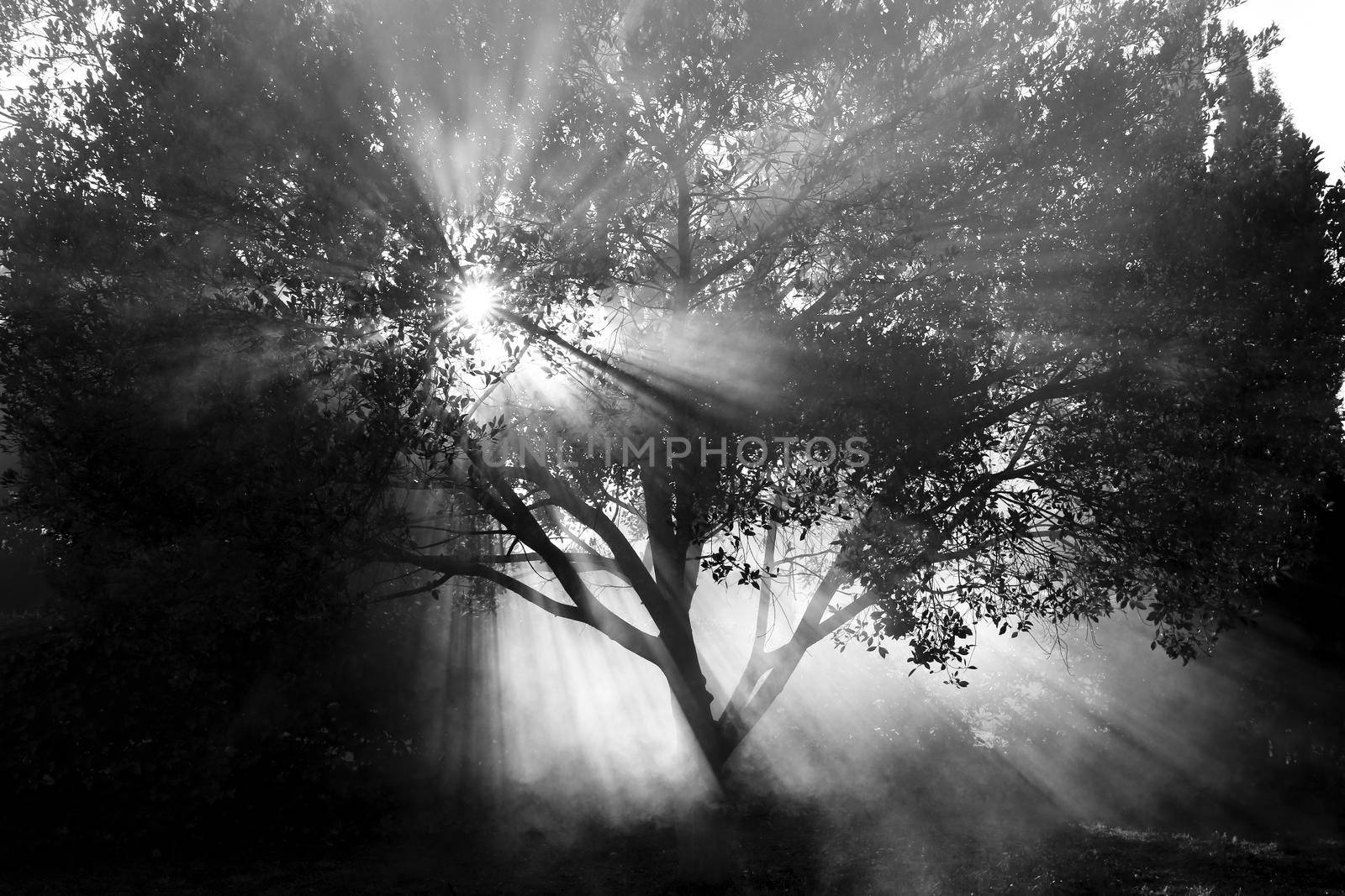 Ficus Benjamina tree in the garden on a foggy morning