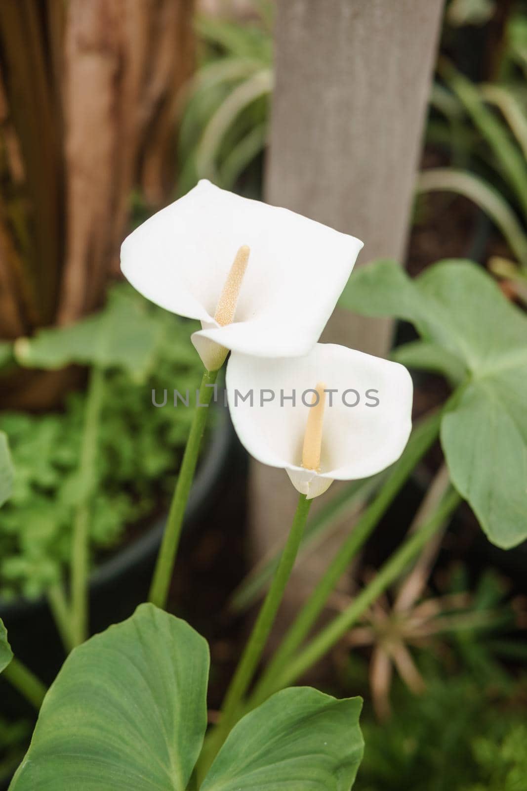 Flower - White calla close-up. Greenhouse with a large variety of green plants. The concept of planting crops in spring.