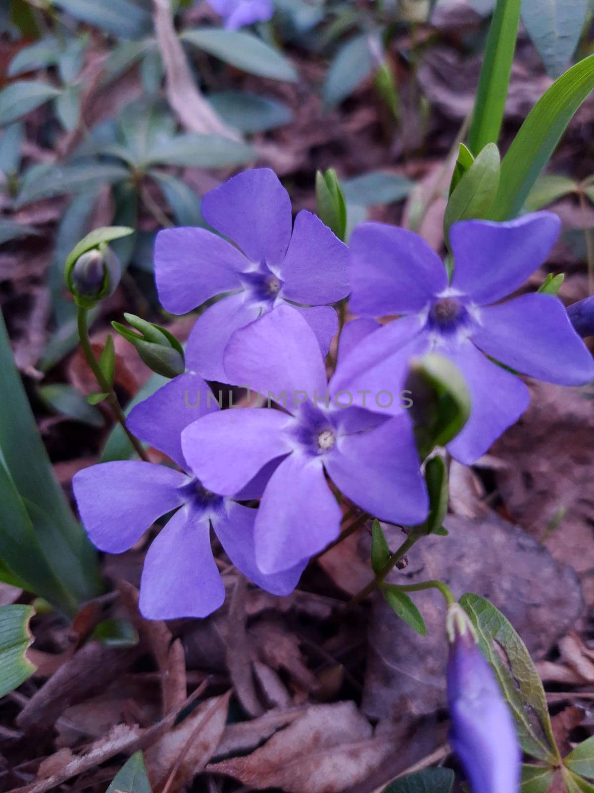 Periwinkle flowers against the background of leaves and earth close-up.