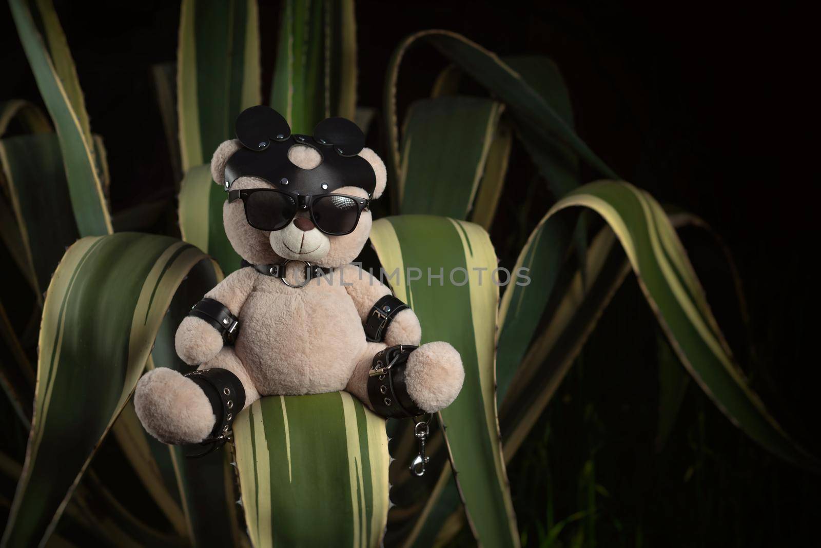 BDSM teddy bear in leather straps and mask accessory for sex games on a prickly southern cactus by Rotozey